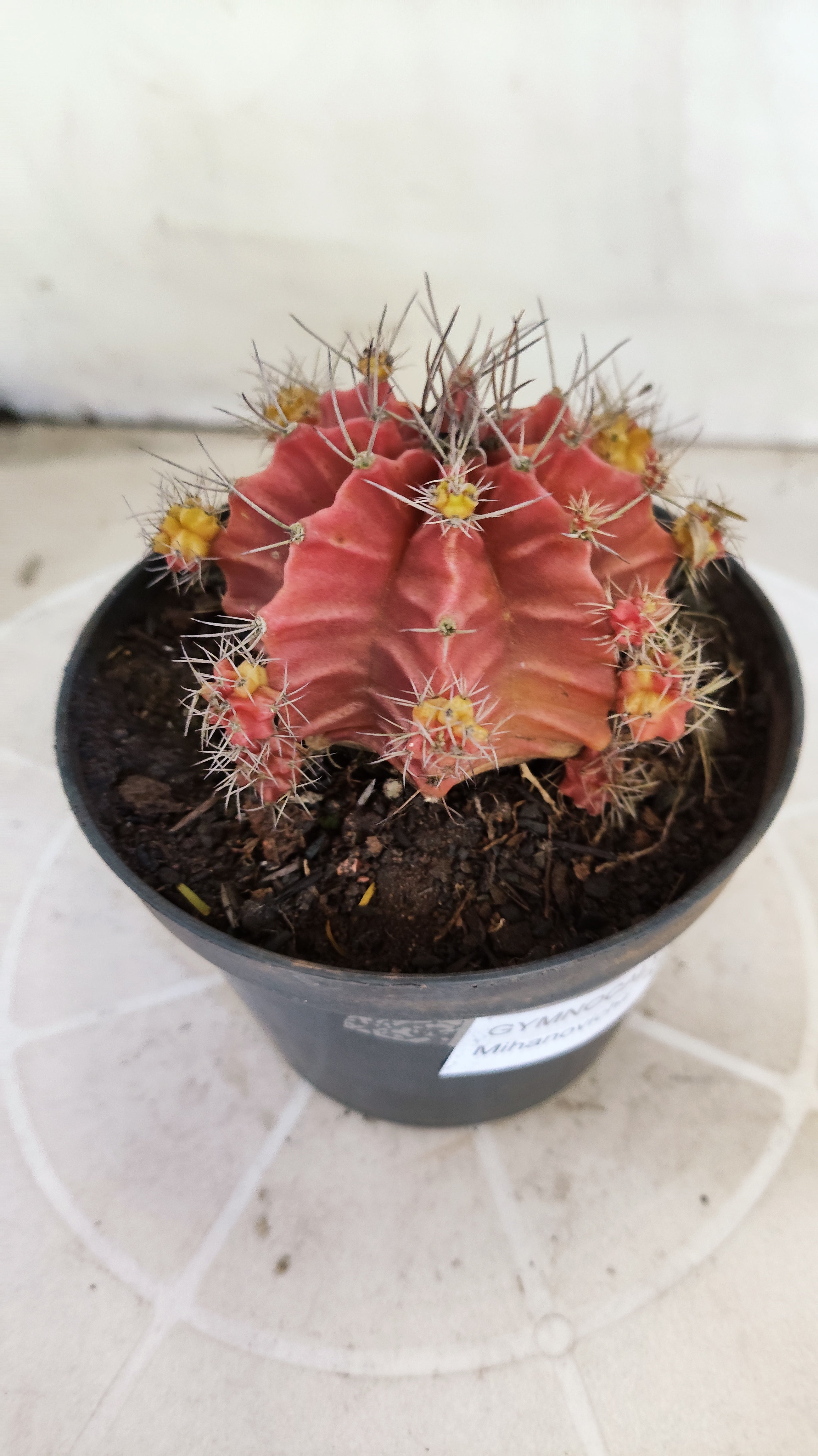Matriz GYMNOCALYCIUM Mihanovichii Variegata Nº 1673 – vaso 11