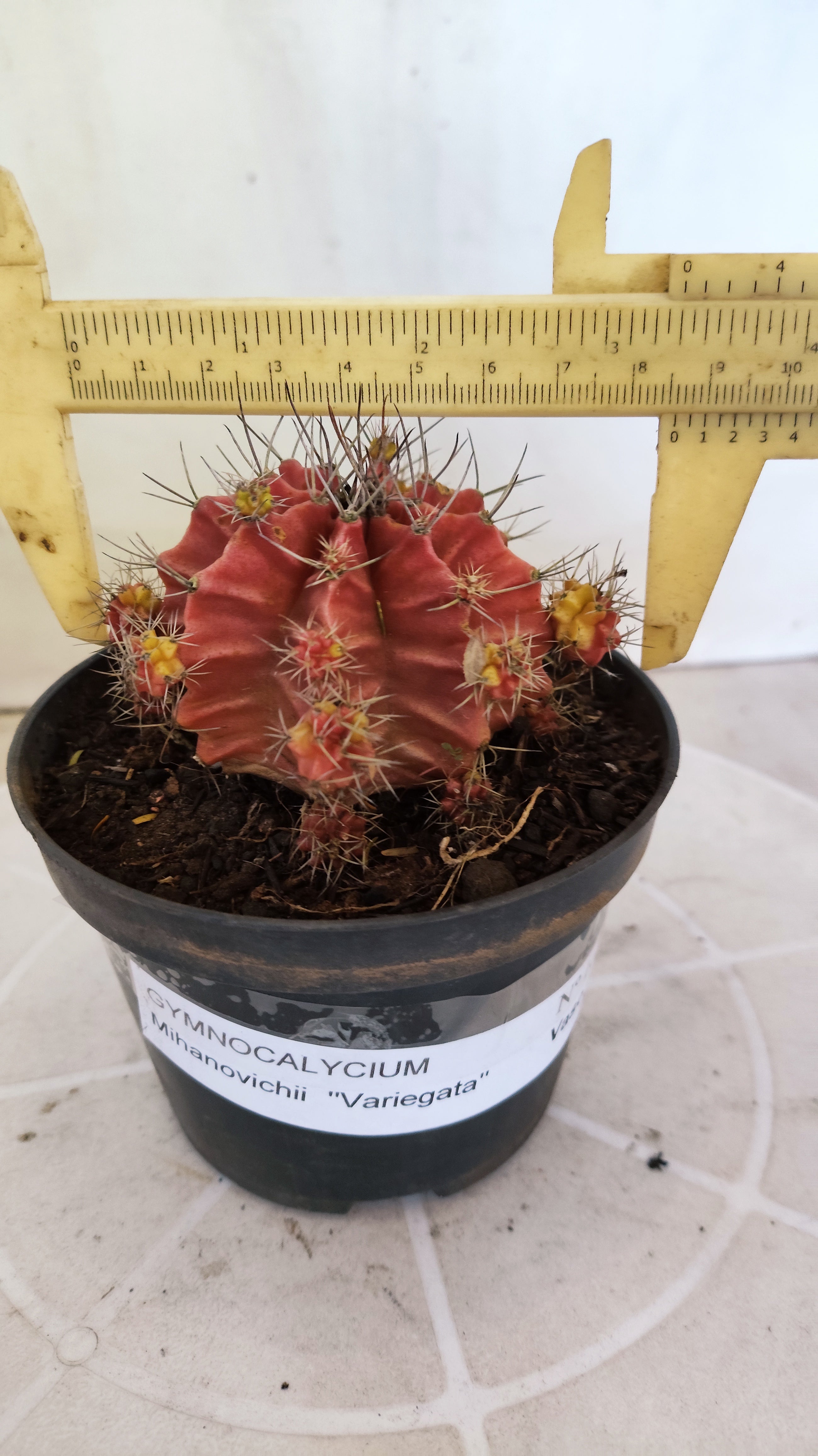Matriz GYMNOCALYCIUM Mihanovichii Variegata Nº 1673 – vaso 11