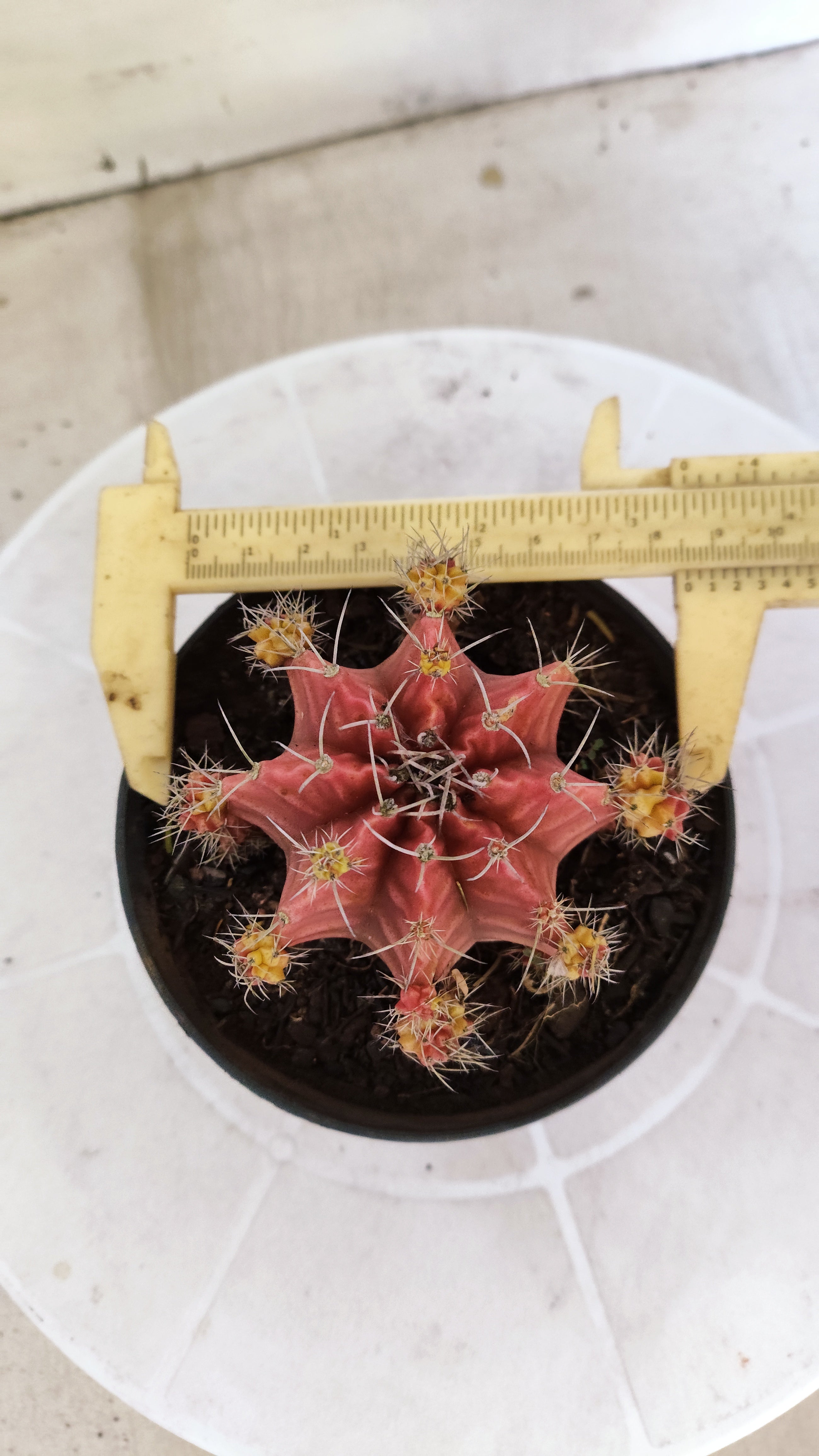 Matriz GYMNOCALYCIUM Mihanovichii Variegata Nº 1673 – vaso 11