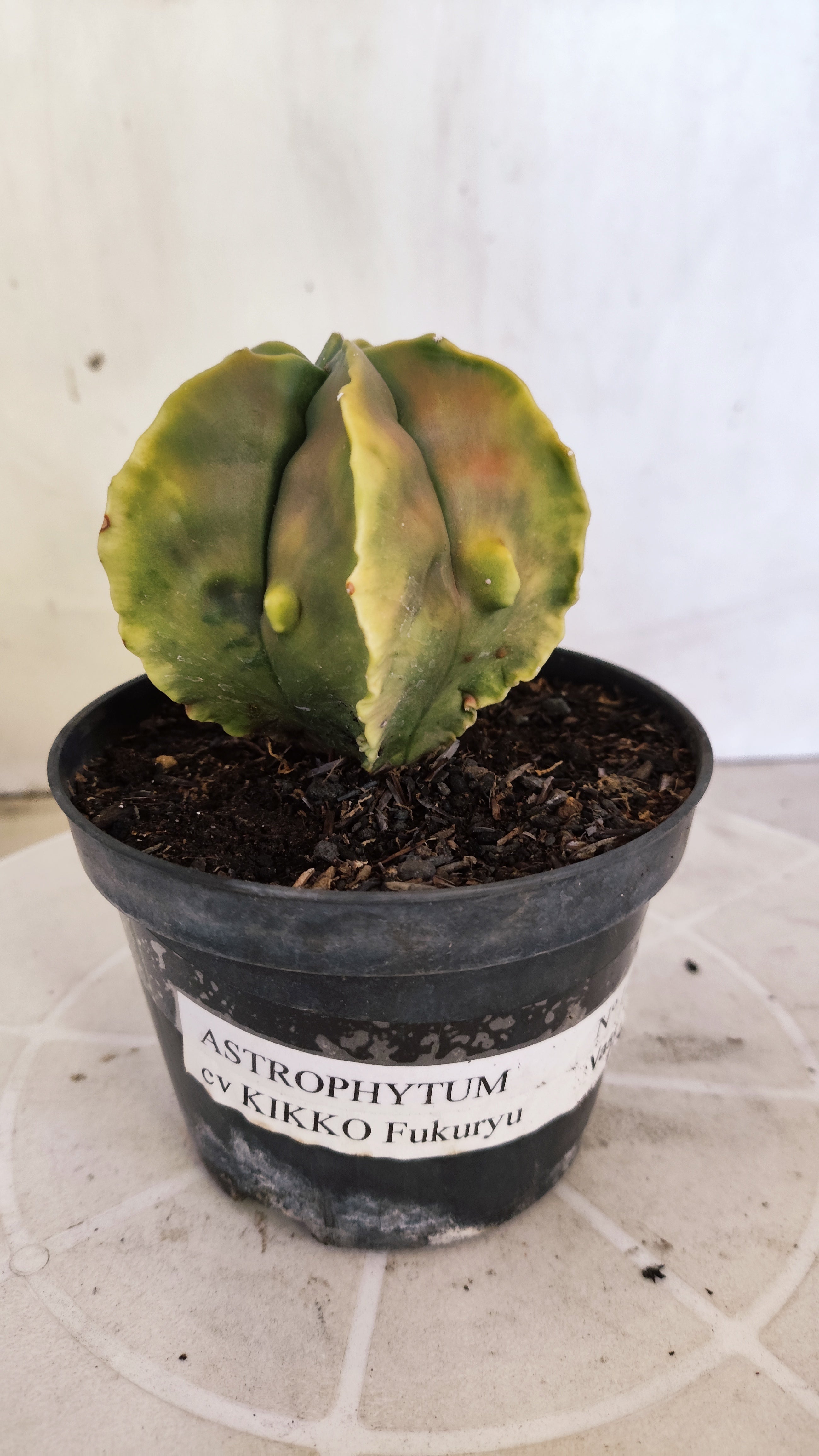 MATRIZ ASTROPHYTUM cv KIKKO "Fukuryu Variegata"  Nº 1122 – vaso 11