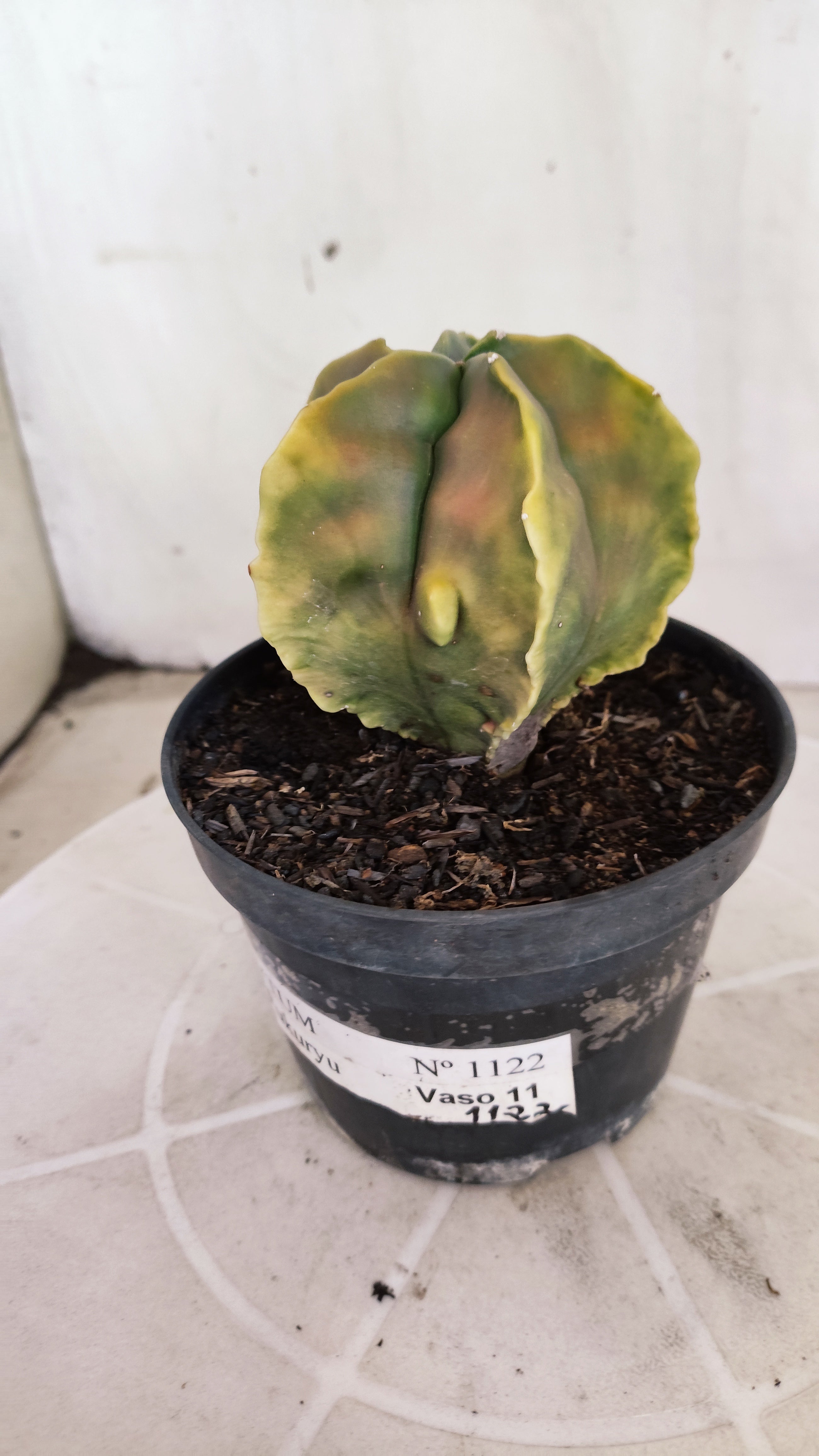 MATRIZ ASTROPHYTUM cv KIKKO "Fukuryu"  Nº 1373 – vaso 15