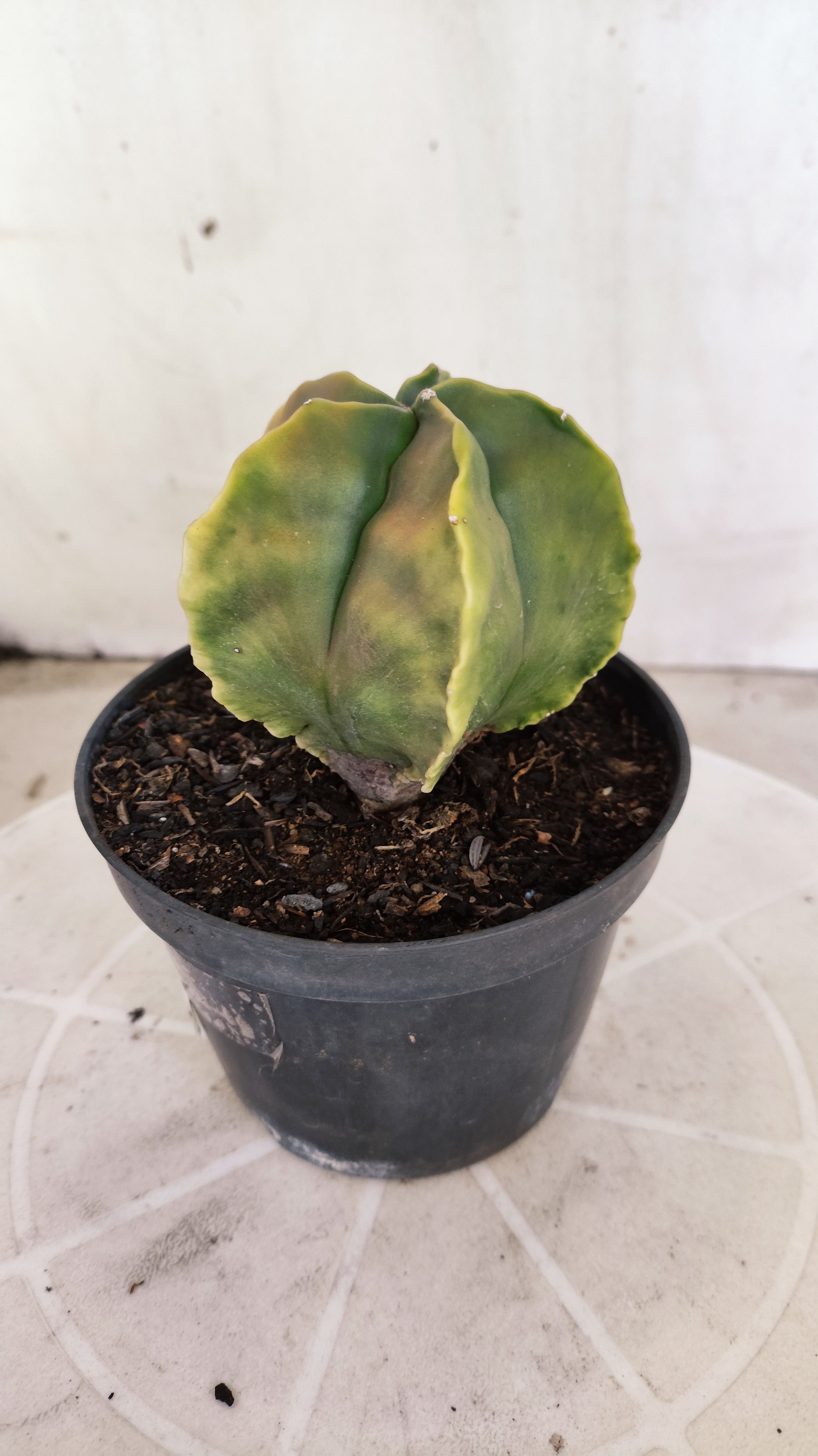 MATRIZ ASTROPHYTUM cv KIKKO "Fukuryu"  Nº 1373 – vaso 15