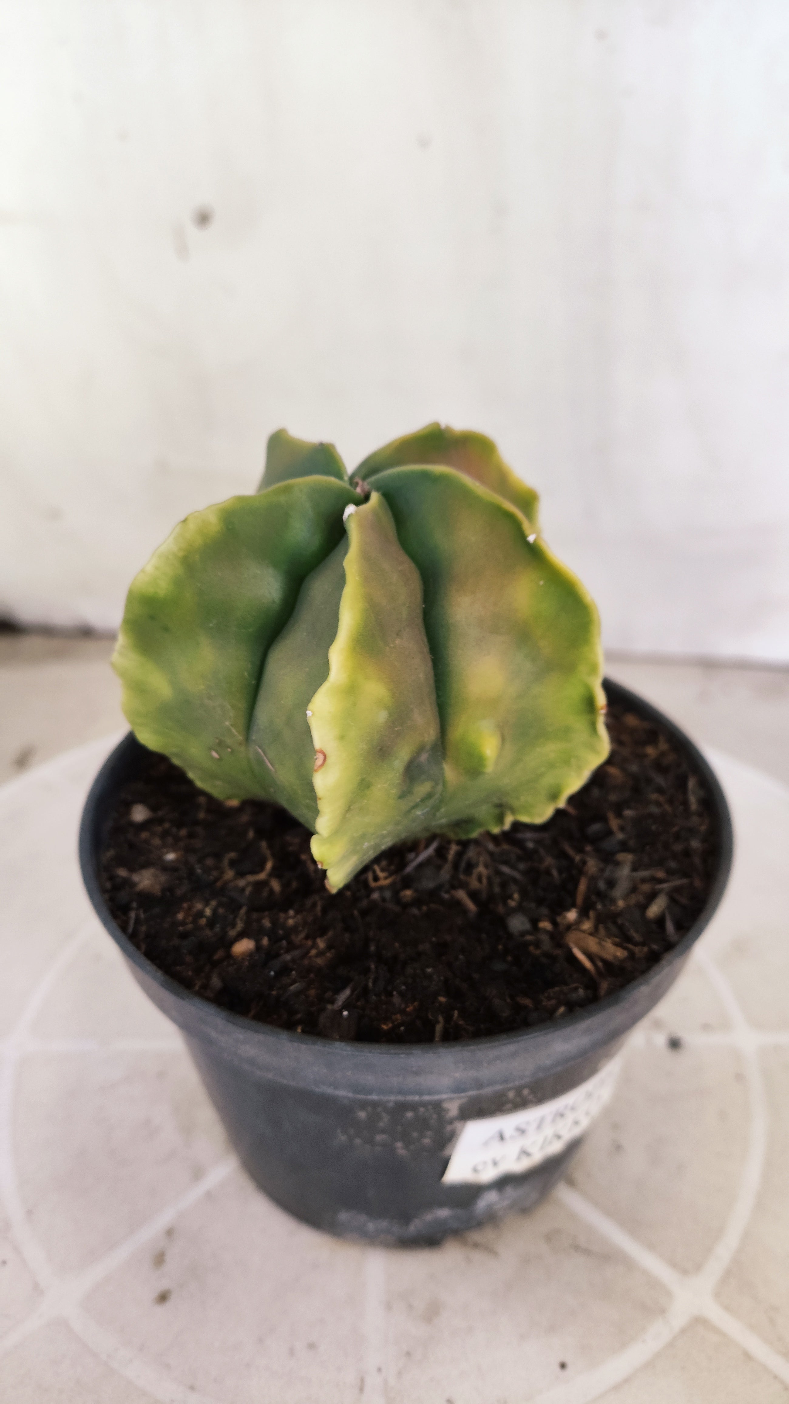 MATRIZ ASTROPHYTUM cv KIKKO "Fukuryu"  Nº 1373 – vaso 15
