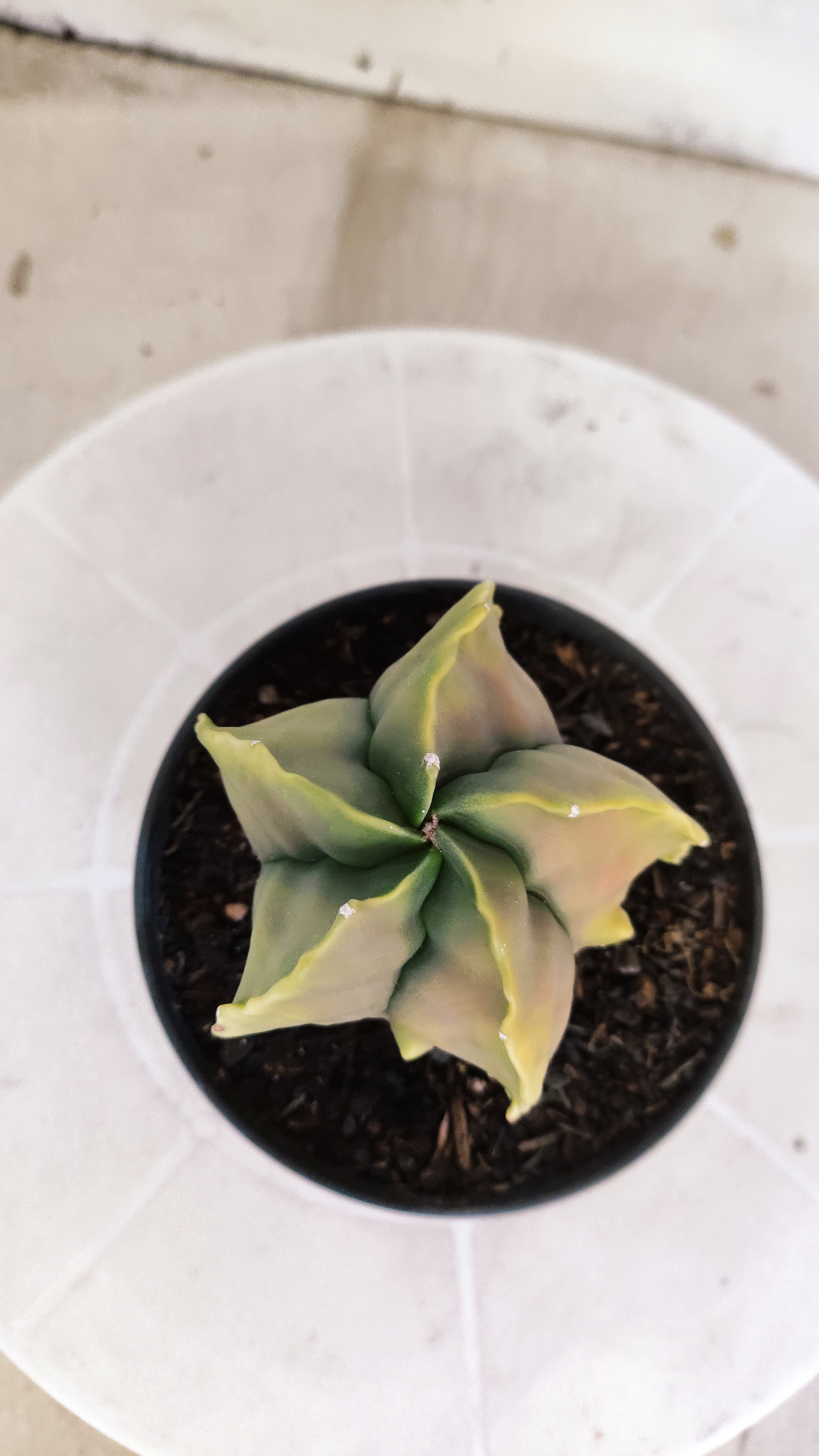 MATRIZ ASTROPHYTUM cv KIKKO "Fukuryu"  Nº 1373 – vaso 15