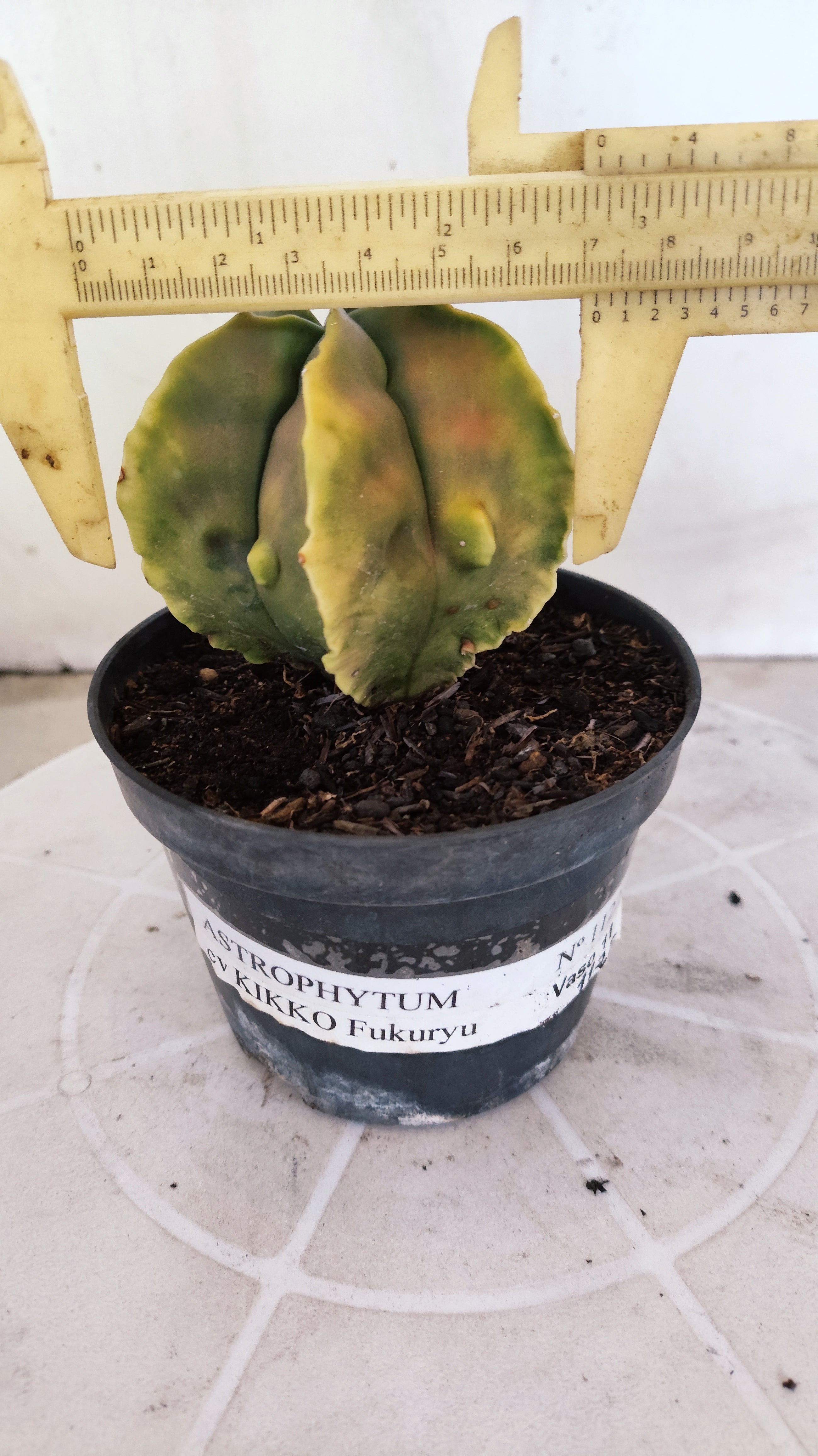 MATRIZ ASTROPHYTUM cv KIKKO "Fukuryu"  Nº 1373 – vaso 15