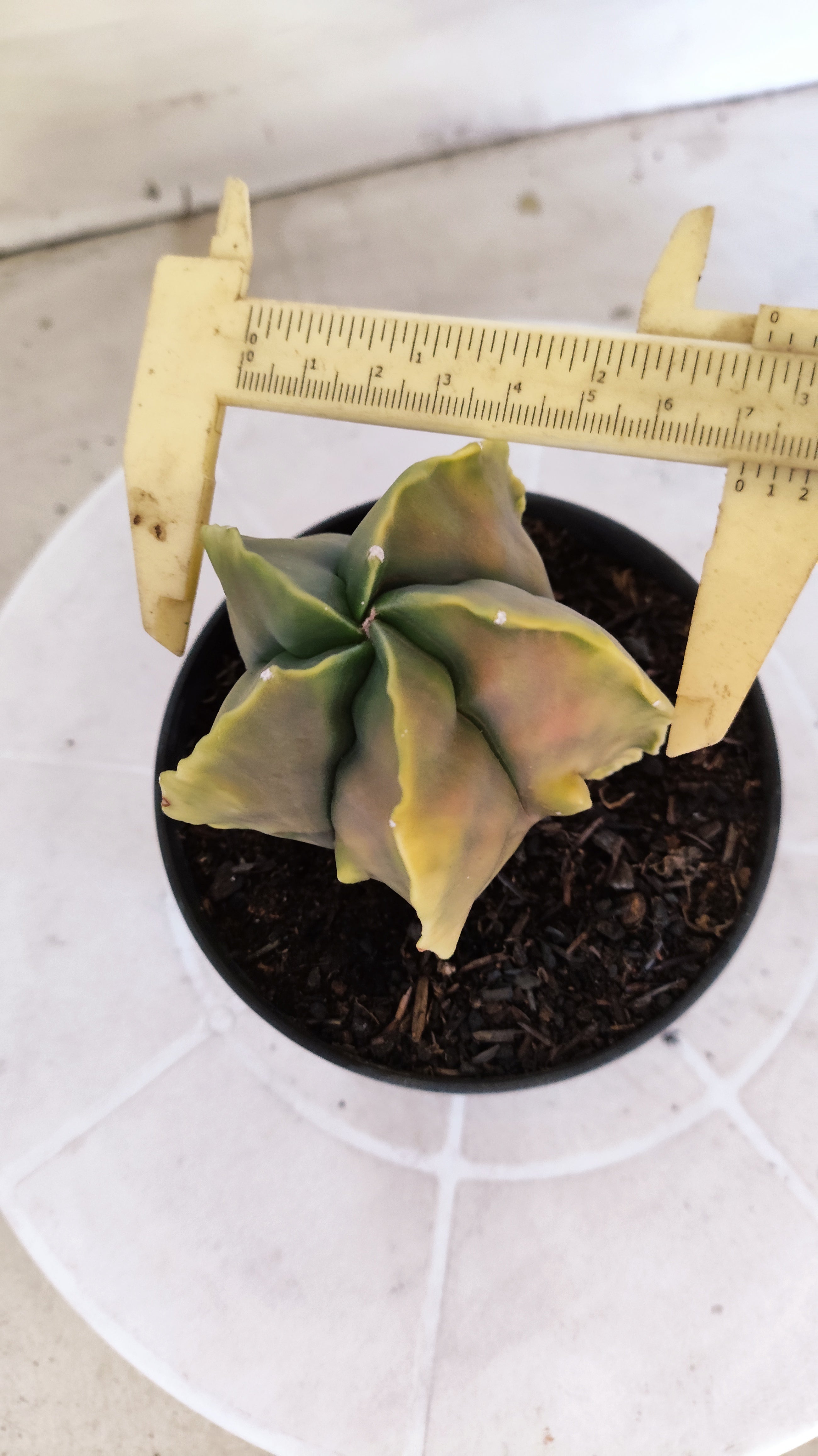 MATRIZ ASTROPHYTUM cv KIKKO "Fukuryu"  Nº 1373 – vaso 15