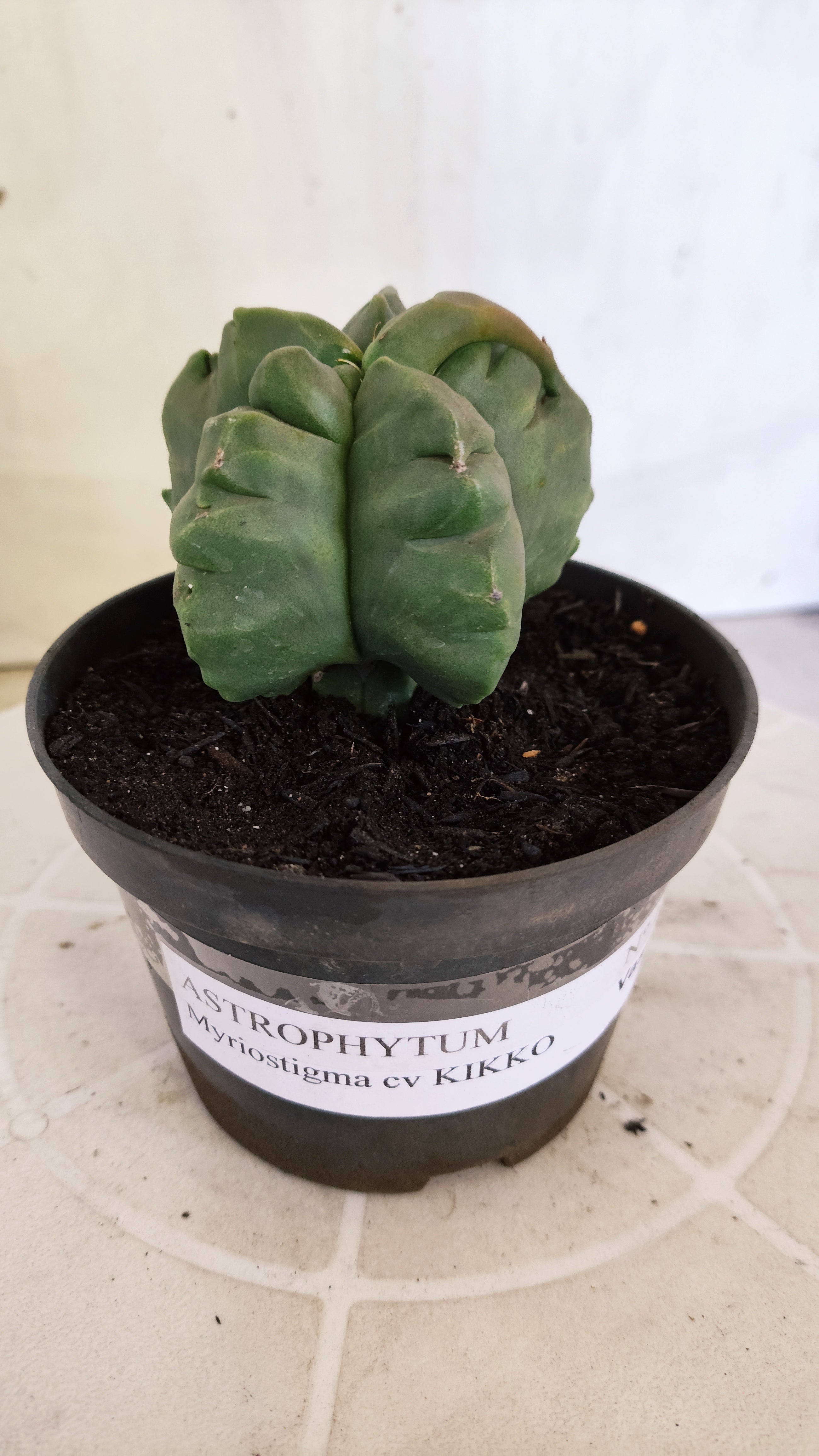 MATRIZ ASTROPHYTUM cv KIKKO Nº 1372 – vaso 11