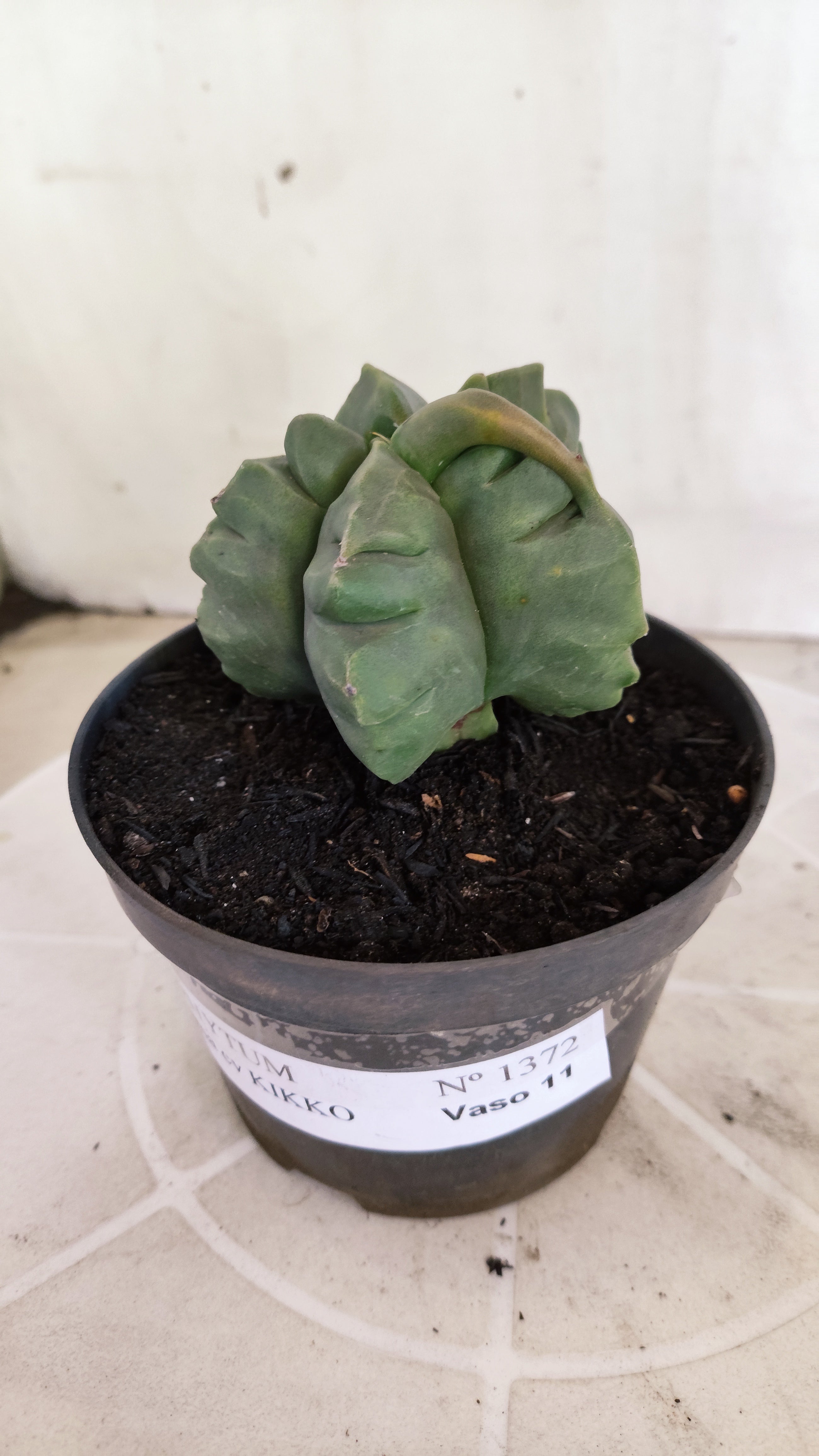 MATRIZ ASTROPHYTUM cv KIKKO Nº 1372 – vaso 11