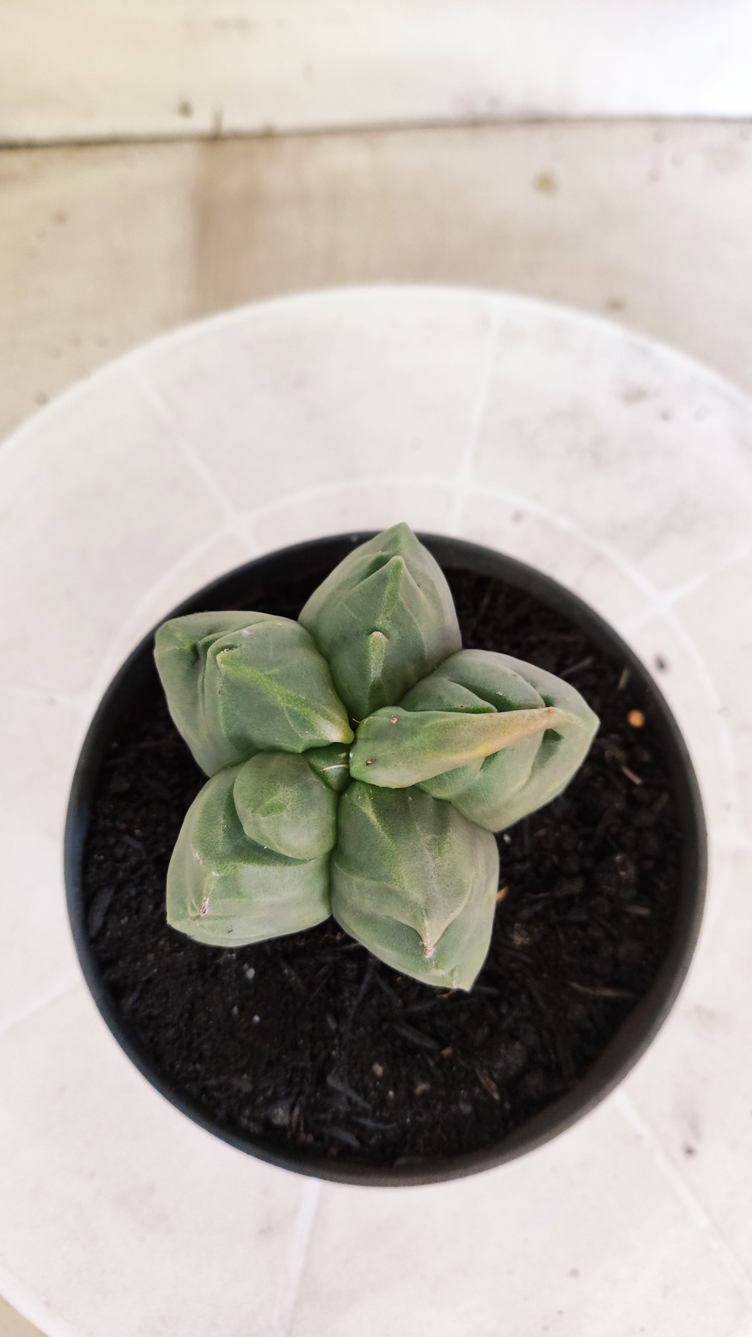 MATRIZ ASTROPHYTUM cv KIKKO Nº 1372 – vaso 11
