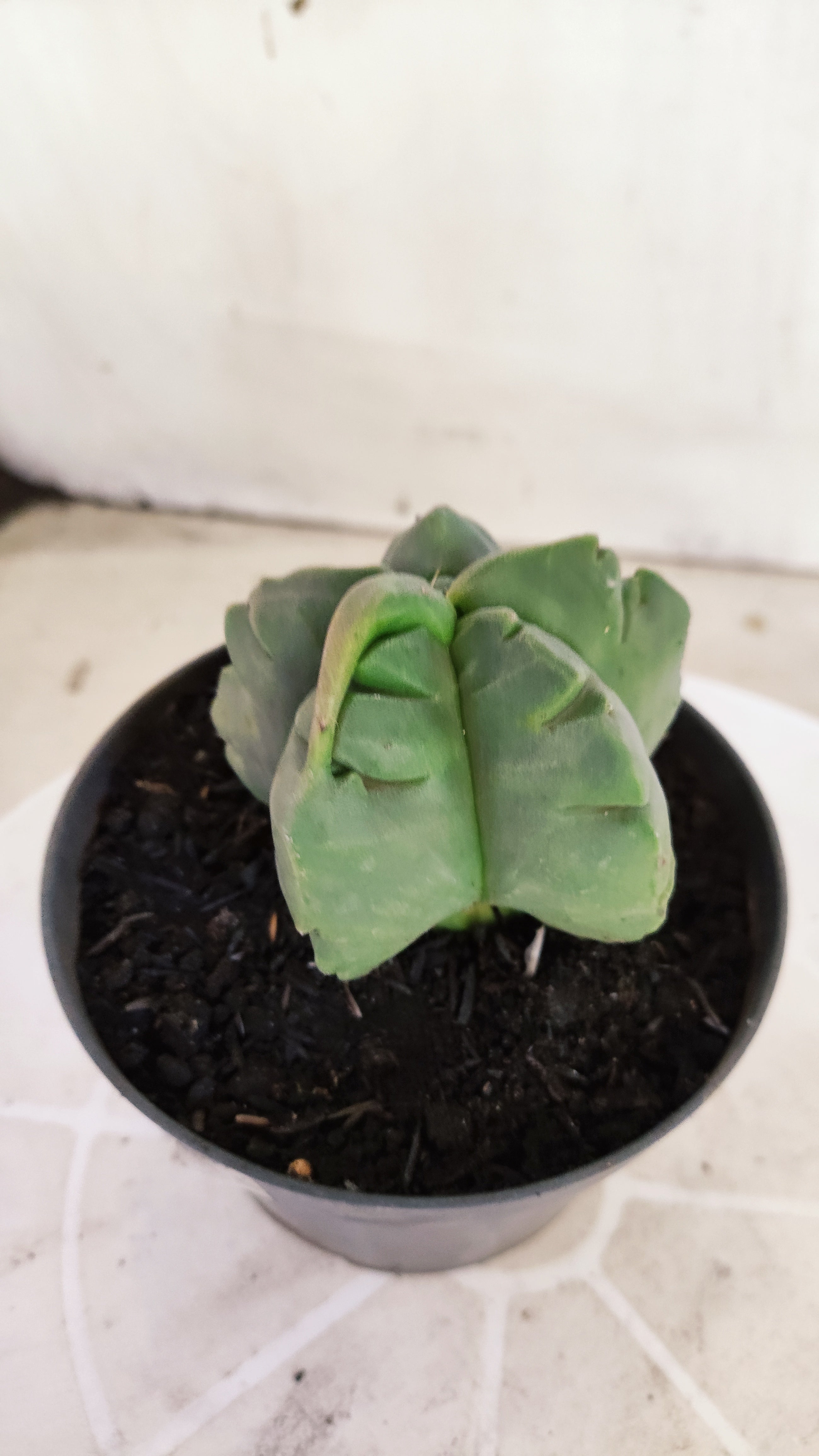 MATRIZ ASTROPHYTUM cv KIKKO Nº 1372 – vaso 11