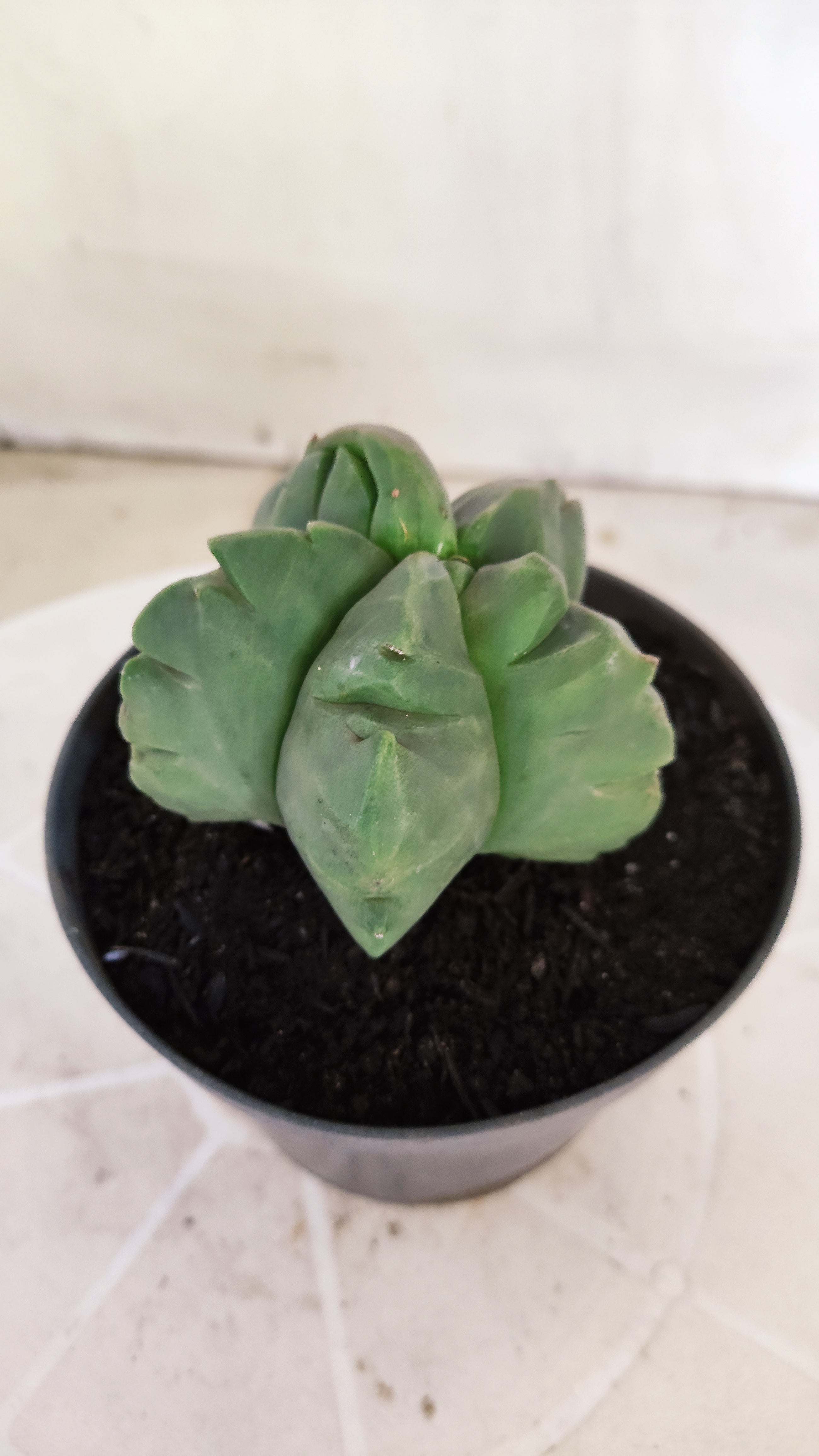 MATRIZ ASTROPHYTUM cv KIKKO Nº 1372 – vaso 11