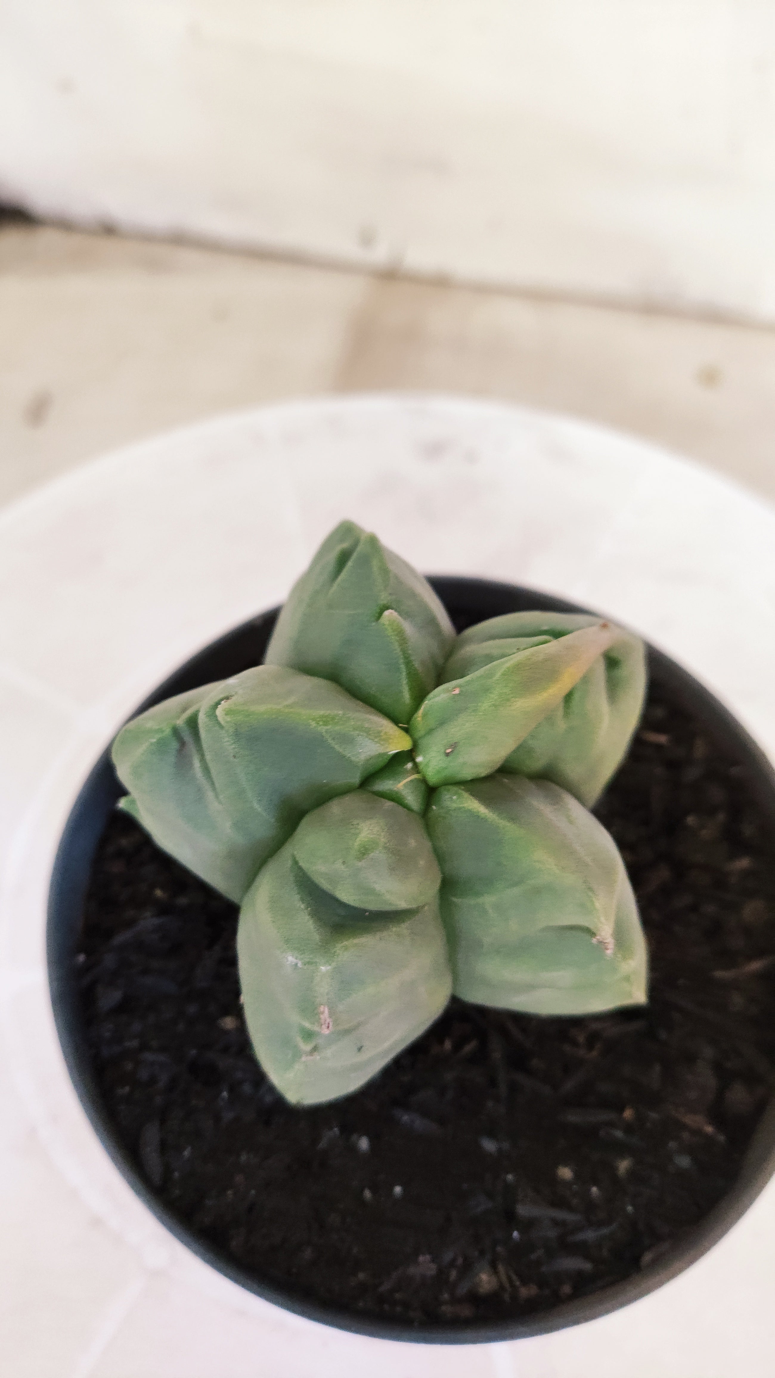 MATRIZ ASTROPHYTUM cv KIKKO Nº 1372 – vaso 11
