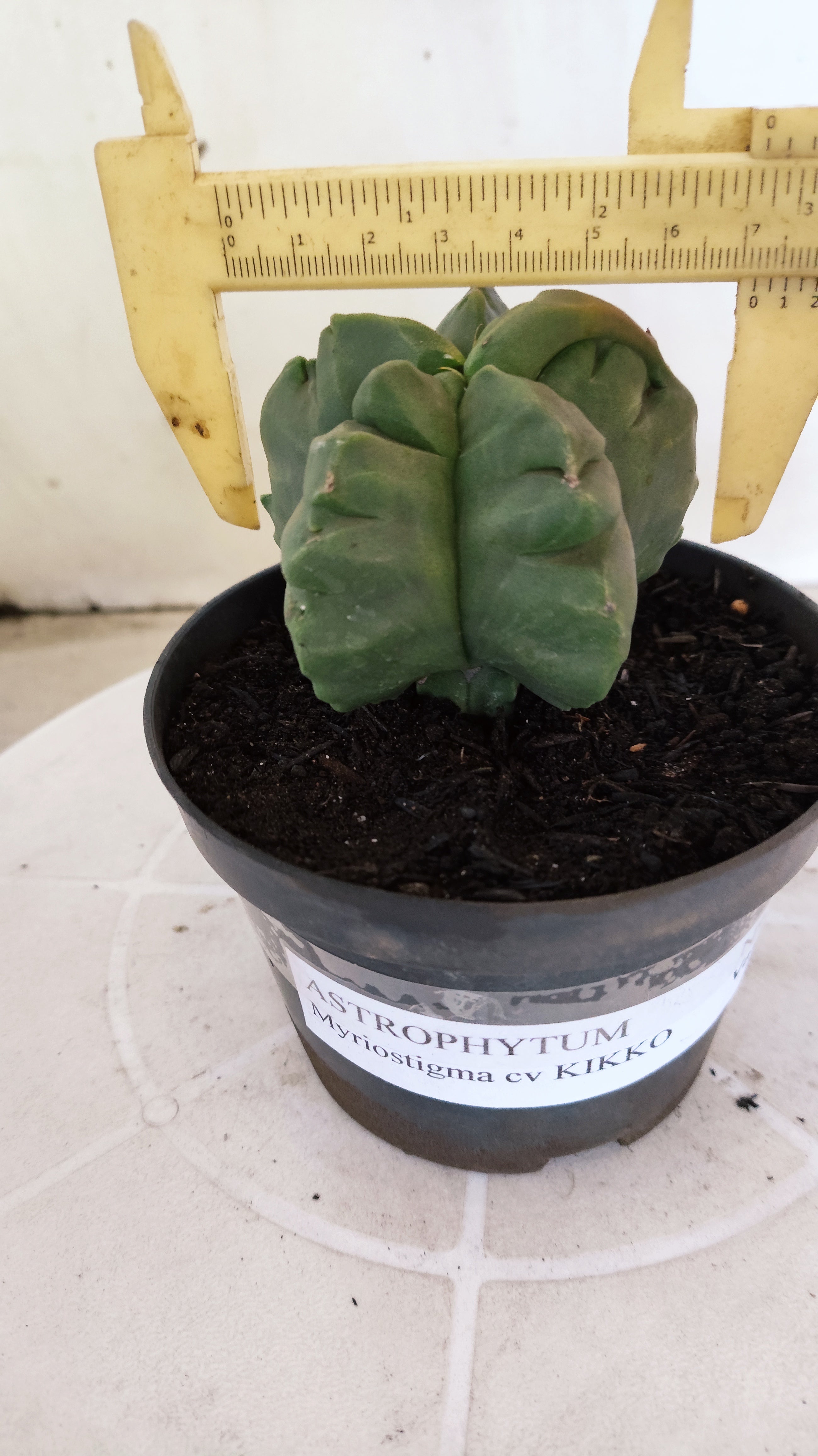 MATRIZ ASTROPHYTUM cv KIKKO Nº 1372 – vaso 11