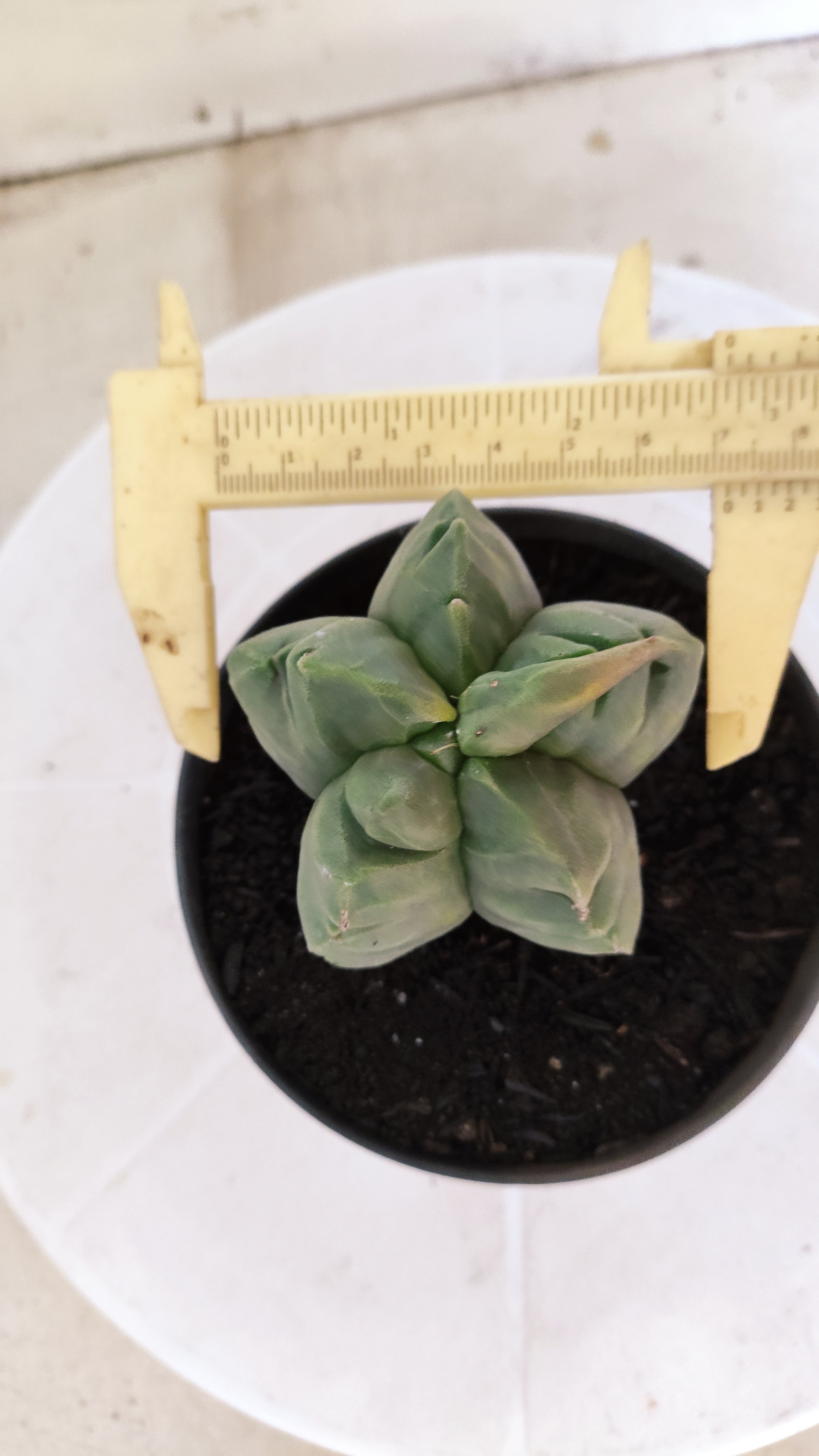 MATRIZ ASTROPHYTUM cv KIKKO Nº 1372 – vaso 11