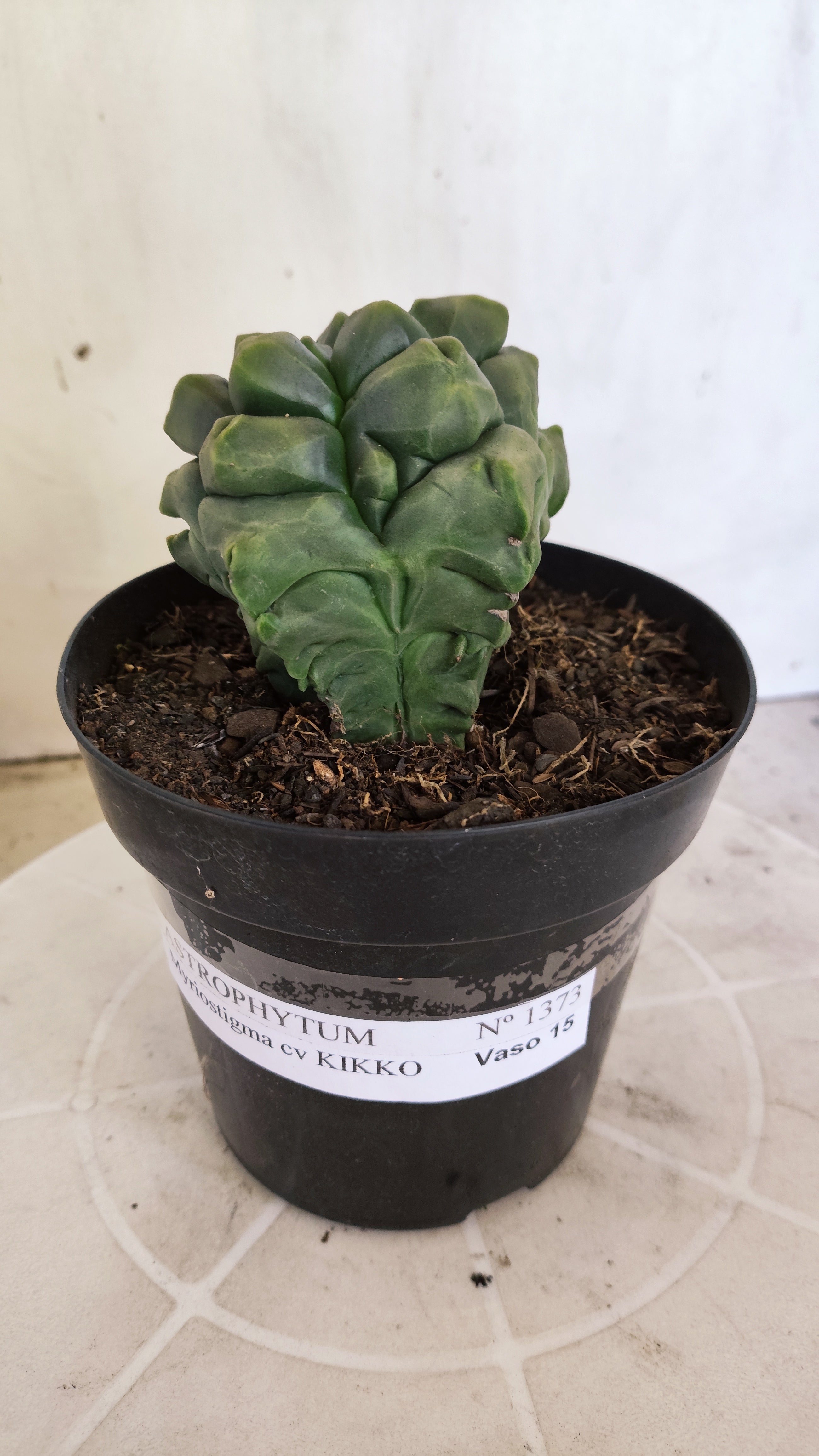 MATRIZ ASTROPHYTUM cv KIKKO "Fukuryu"  Nº 1373 – vaso 15