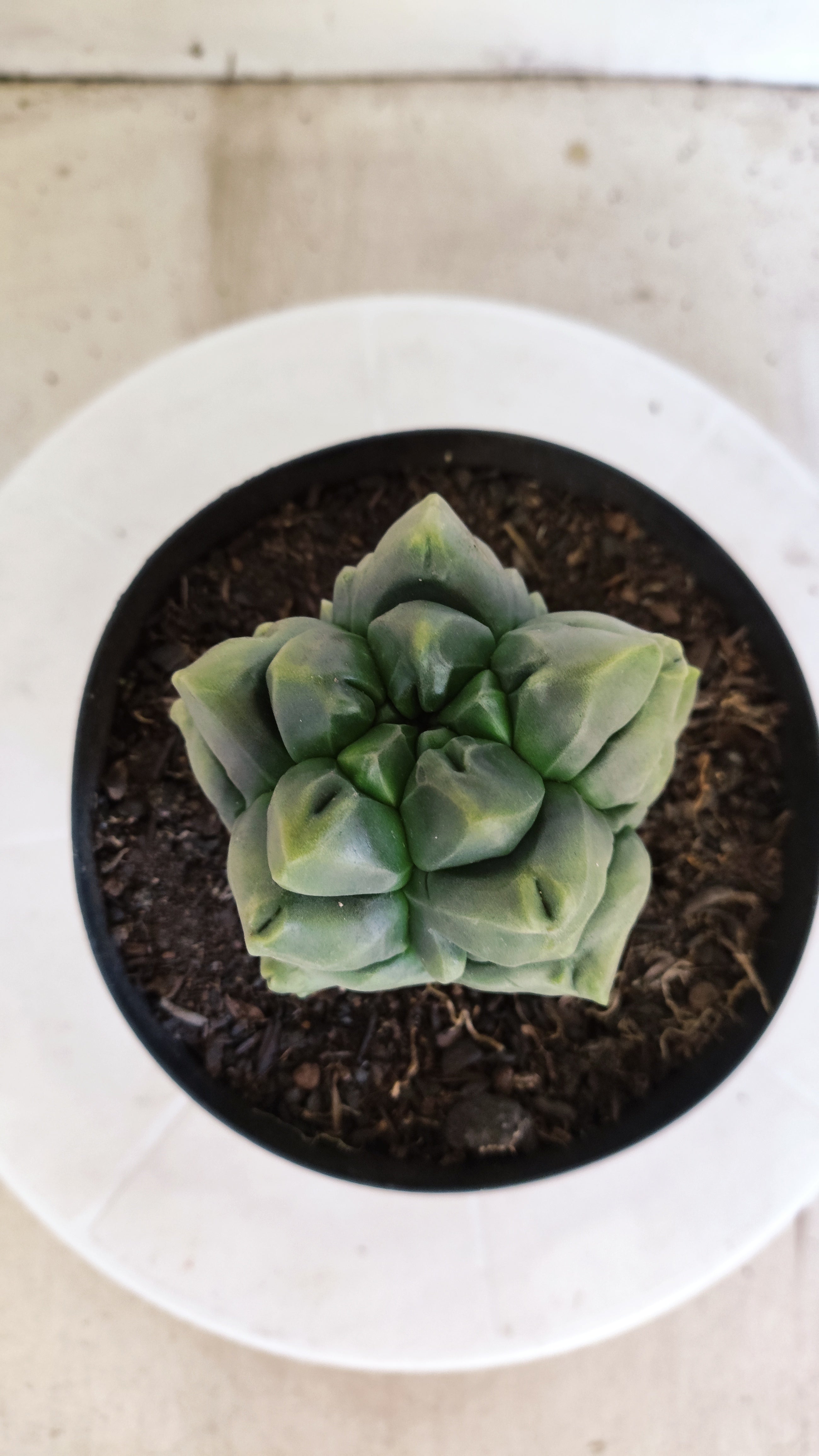 MATRIZ ASTROPHYTUM cv KIKKO "Fukuryu"  Nº 1373 – vaso 15