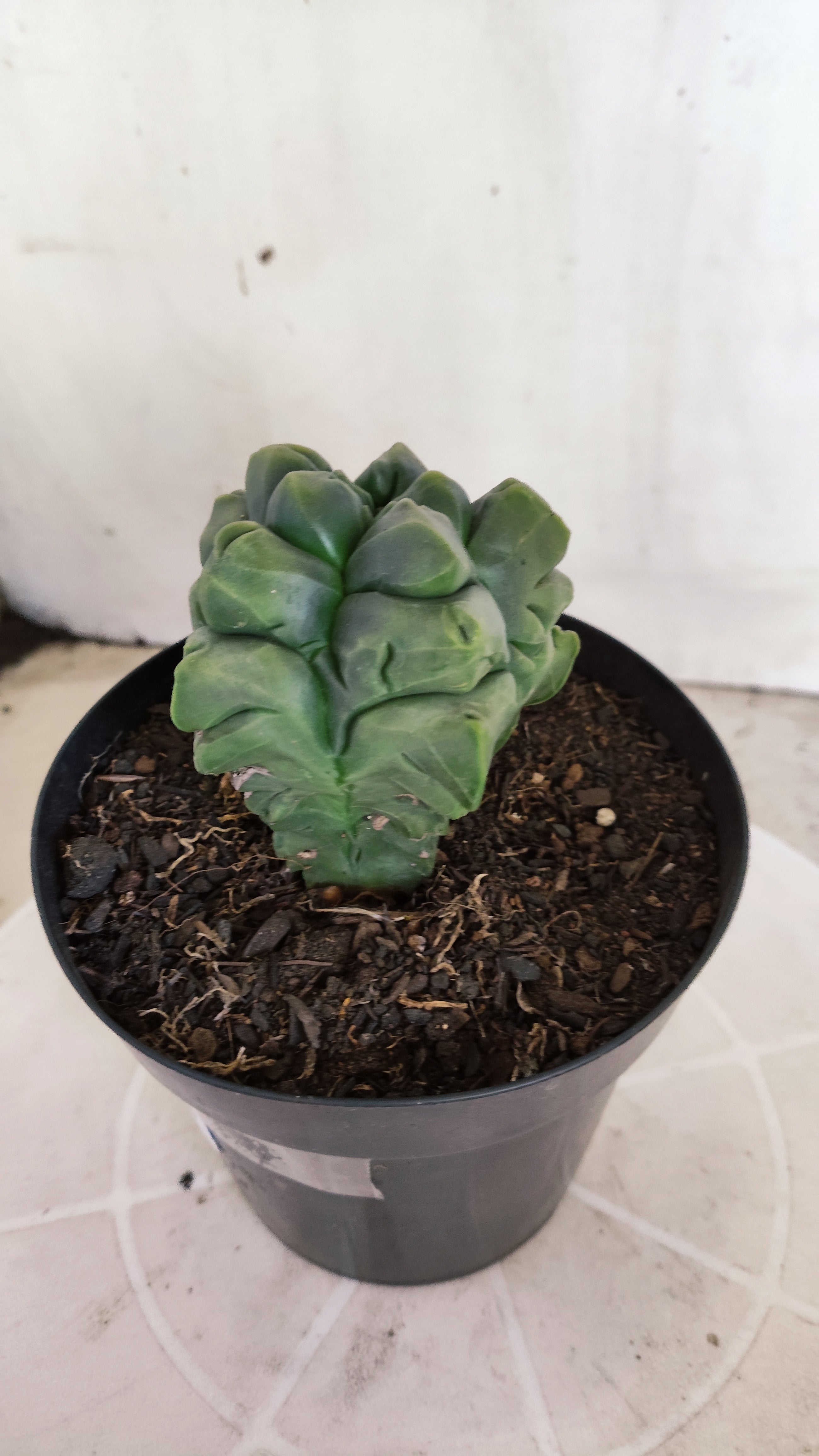 MATRIZ ASTROPHYTUM cv KIKKO "Fukuryu"  Nº 1373 – vaso 15