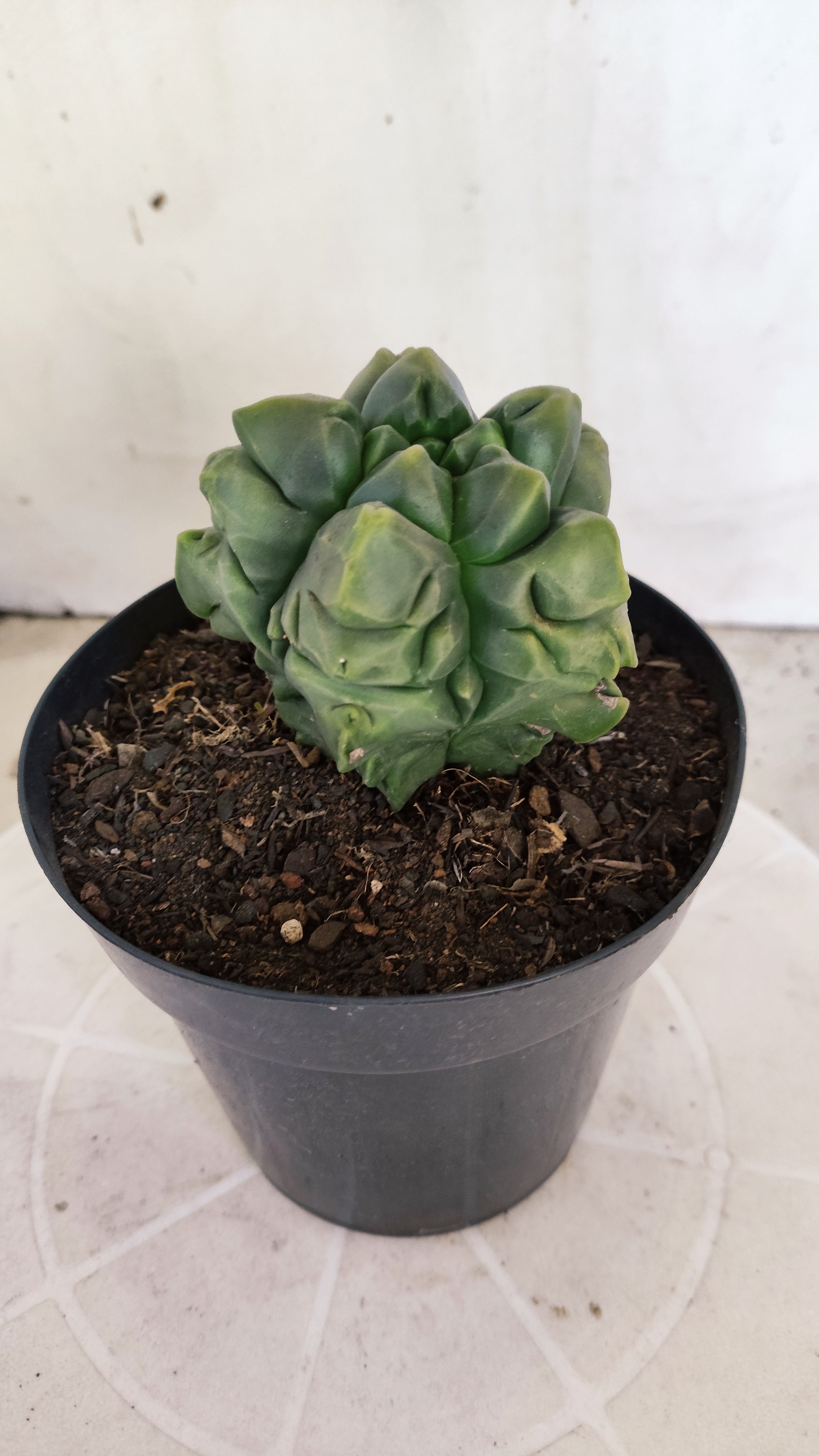 MATRIZ ASTROPHYTUM cv KIKKO "Fukuryu"  Nº 1373 – vaso 15