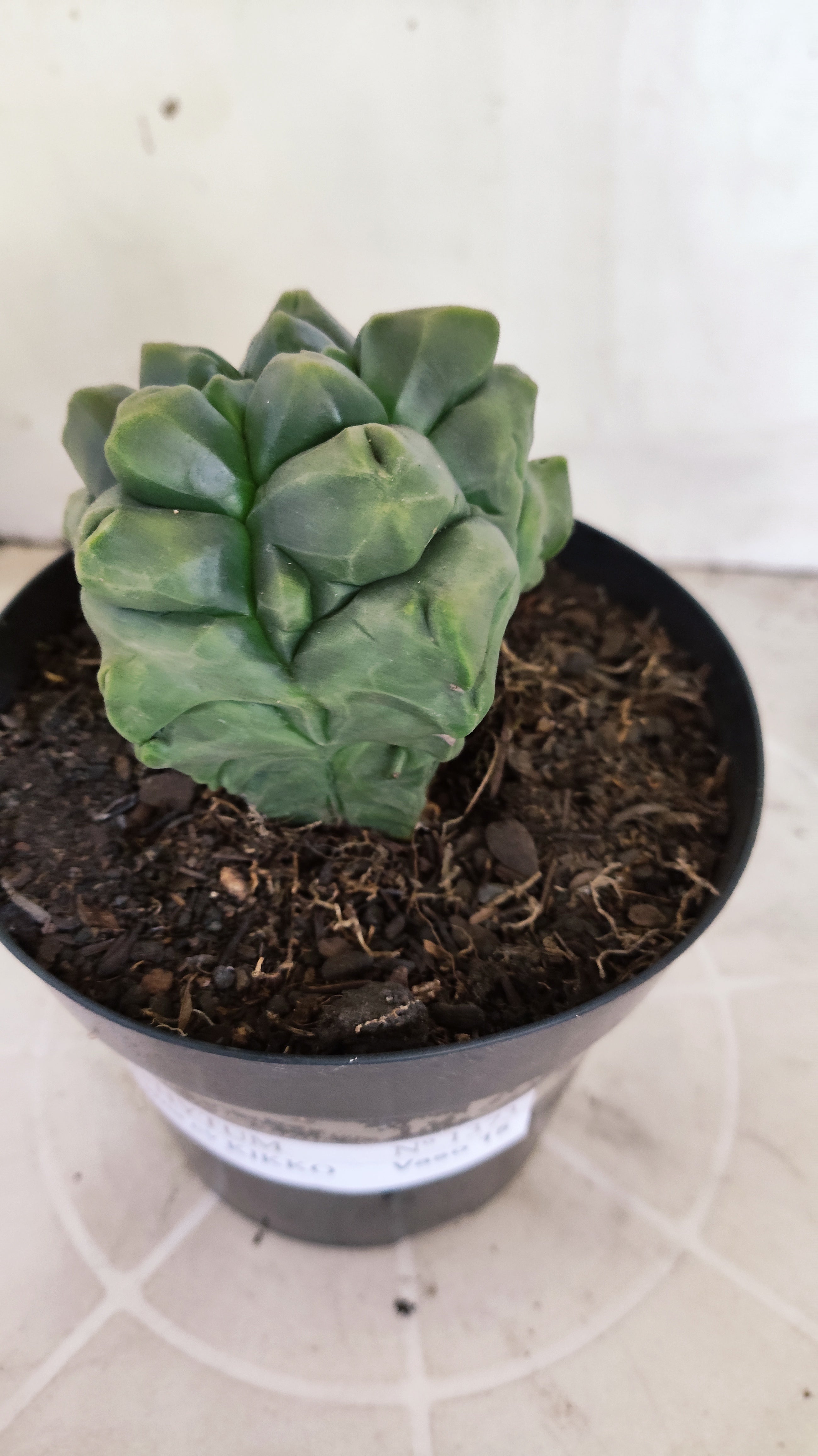MATRIZ ASTROPHYTUM cv KIKKO "Fukuryu"  Nº 1373 – vaso 15