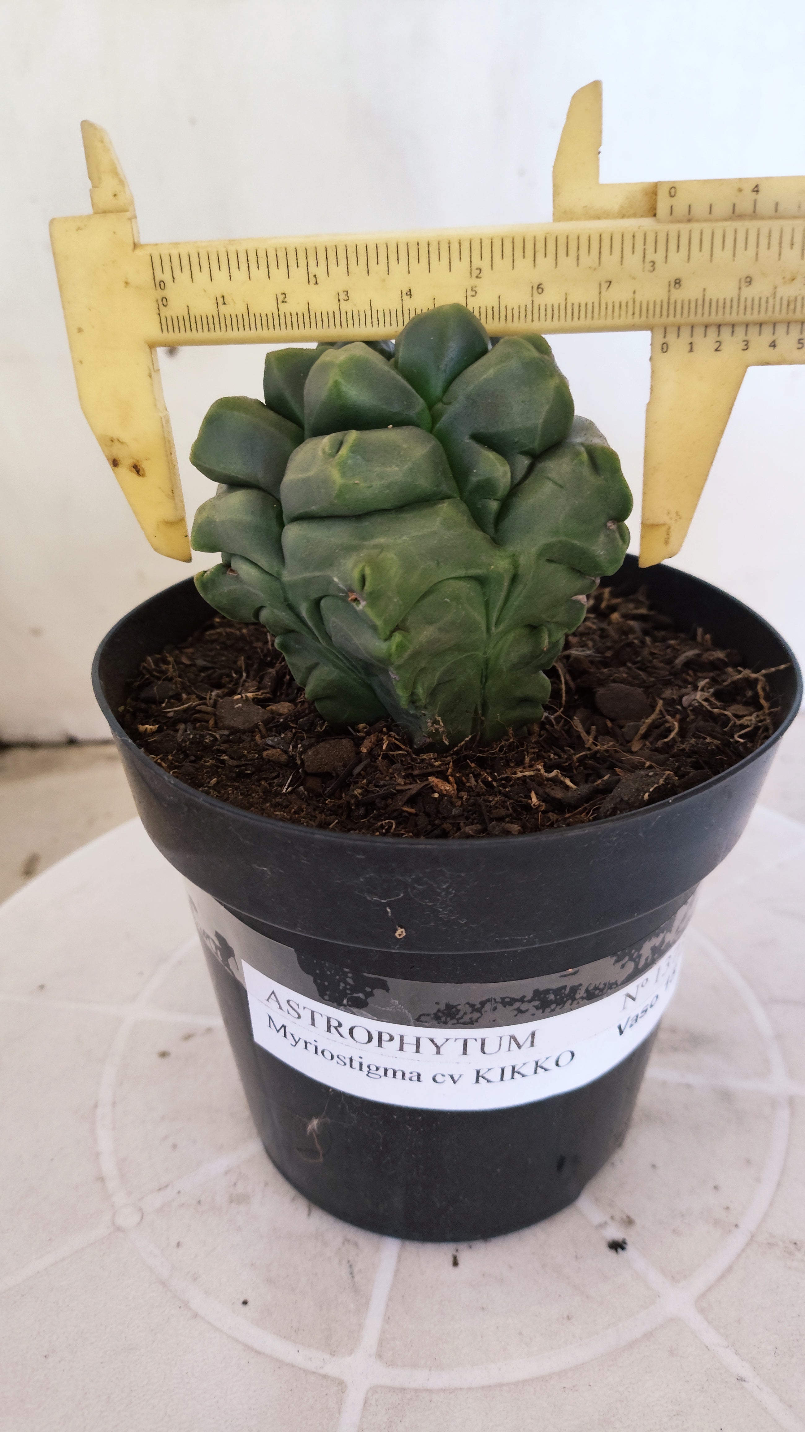 MATRIZ ASTROPHYTUM cv KIKKO "Fukuryu"  Nº 1373 – vaso 15