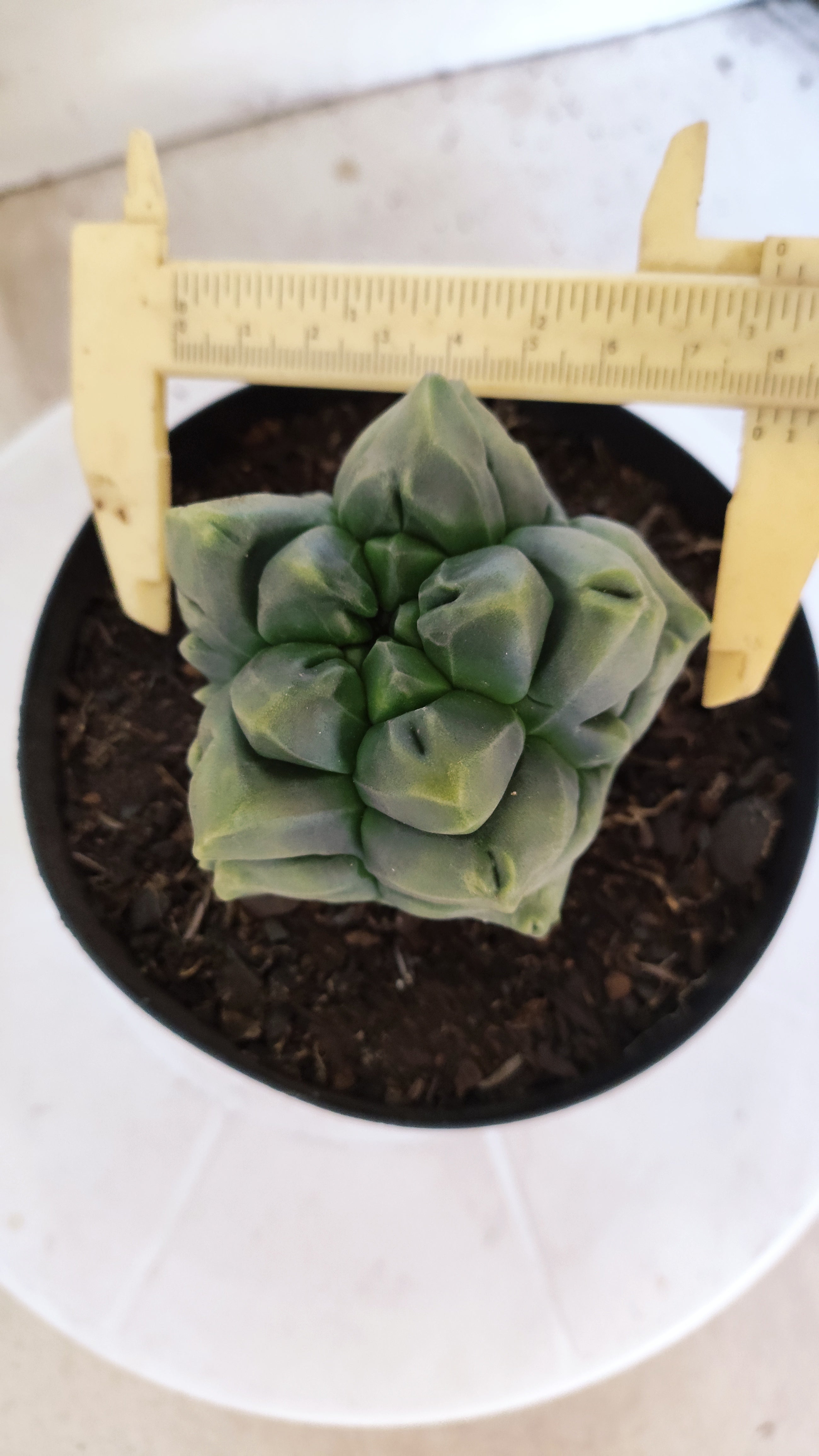 MATRIZ ASTROPHYTUM cv KIKKO "Fukuryu"  Nº 1373 – vaso 15