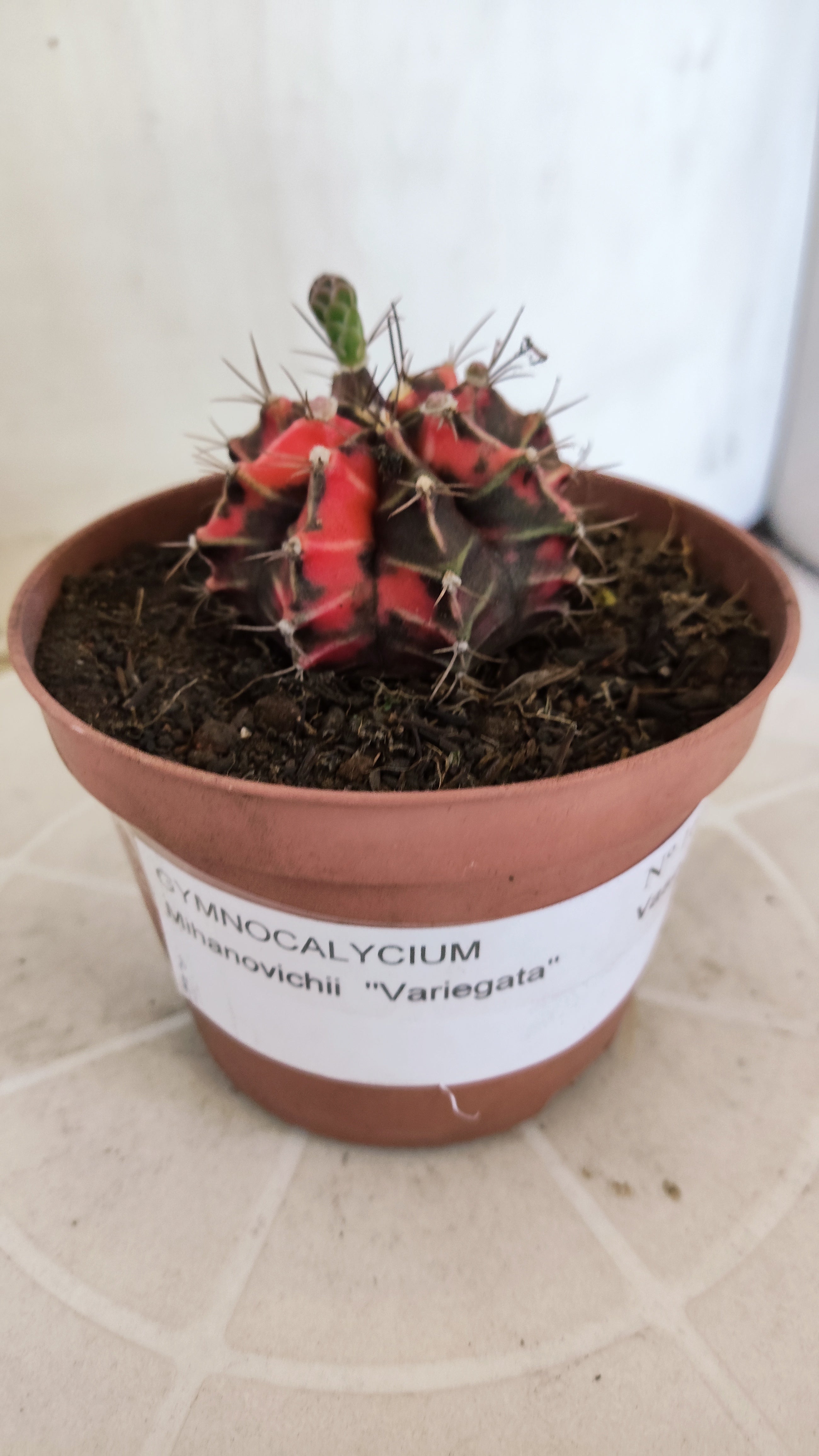 Matriz GYMNOCALYCIUM Mihanovichii Variegata Nº 1674 – vaso 11