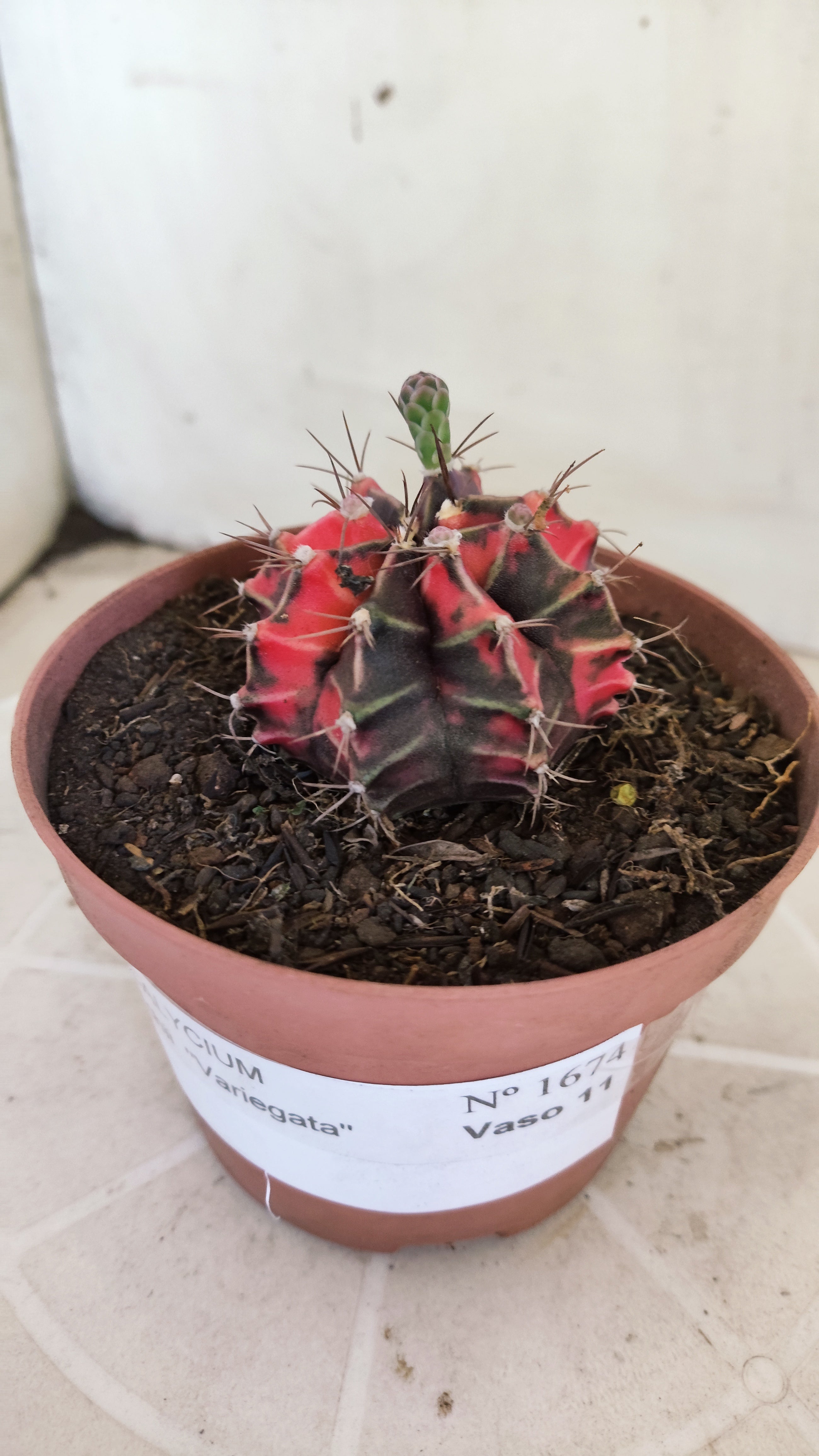 Matriz GYMNOCALYCIUM Mihanovichii Variegata Nº 1674 – vaso 11