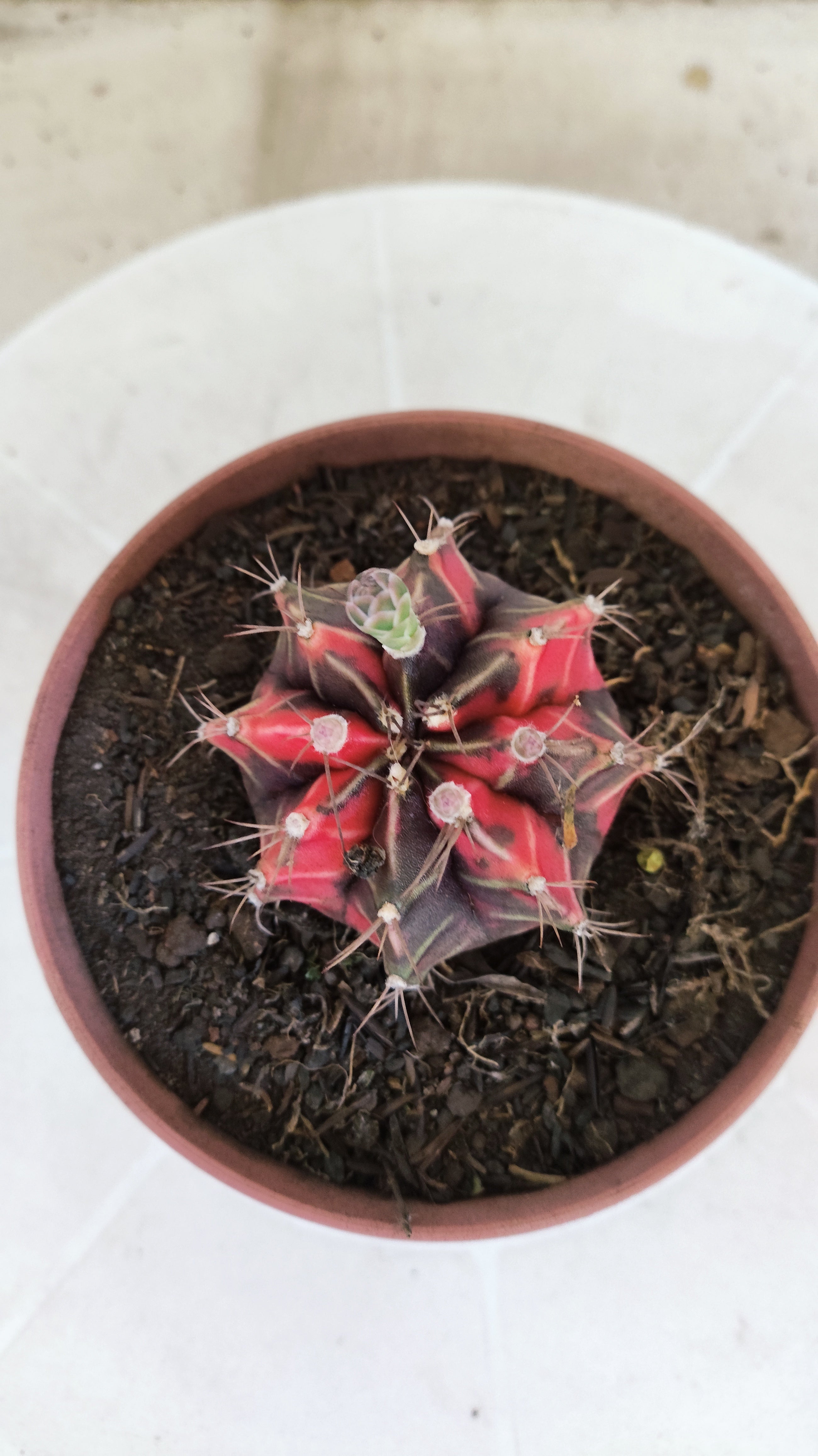 Matriz GYMNOCALYCIUM Mihanovichii Variegata Nº 1674 – vaso 11
