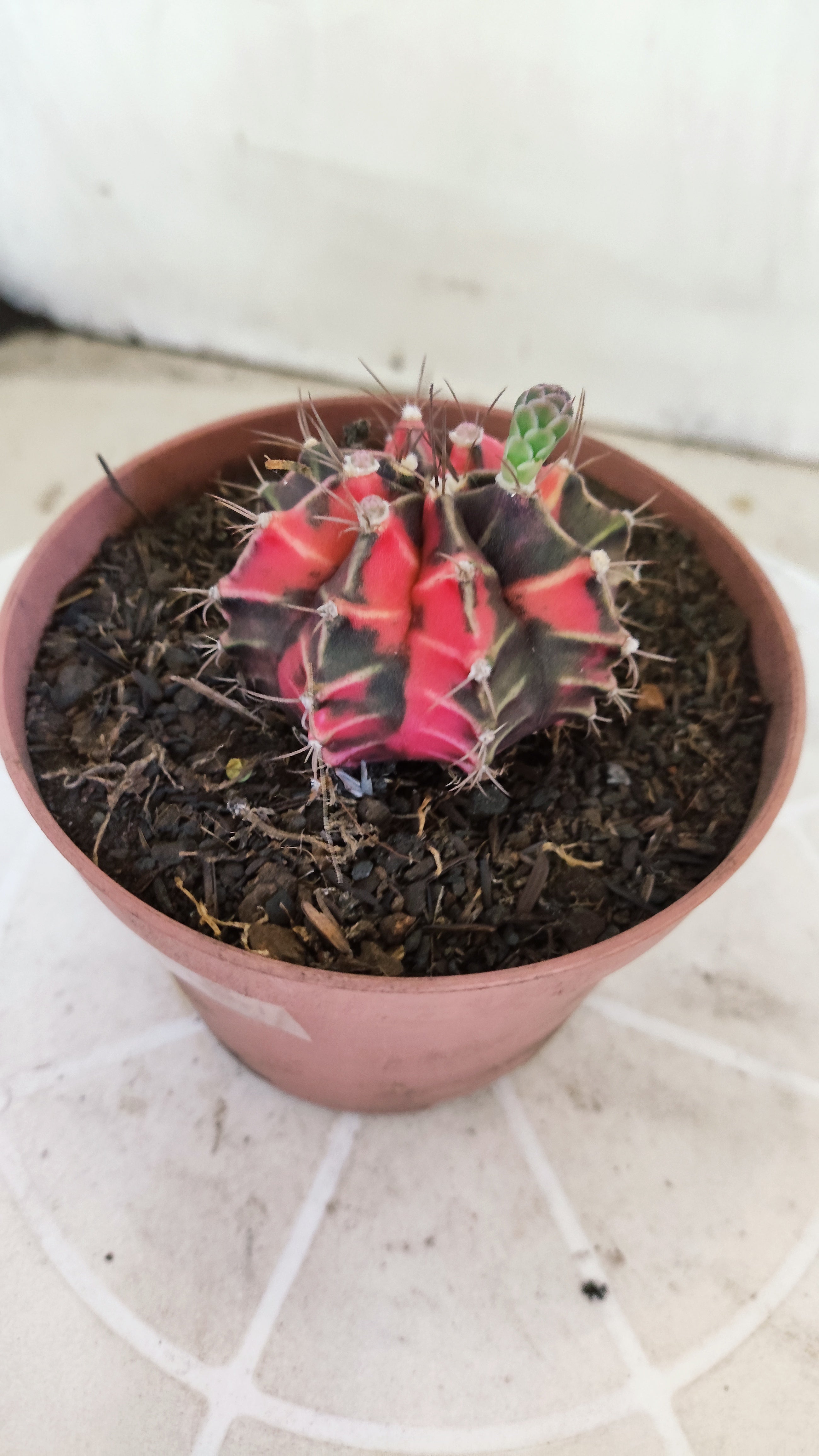 Matriz GYMNOCALYCIUM Mihanovichii Variegata Nº 1674 – vaso 11