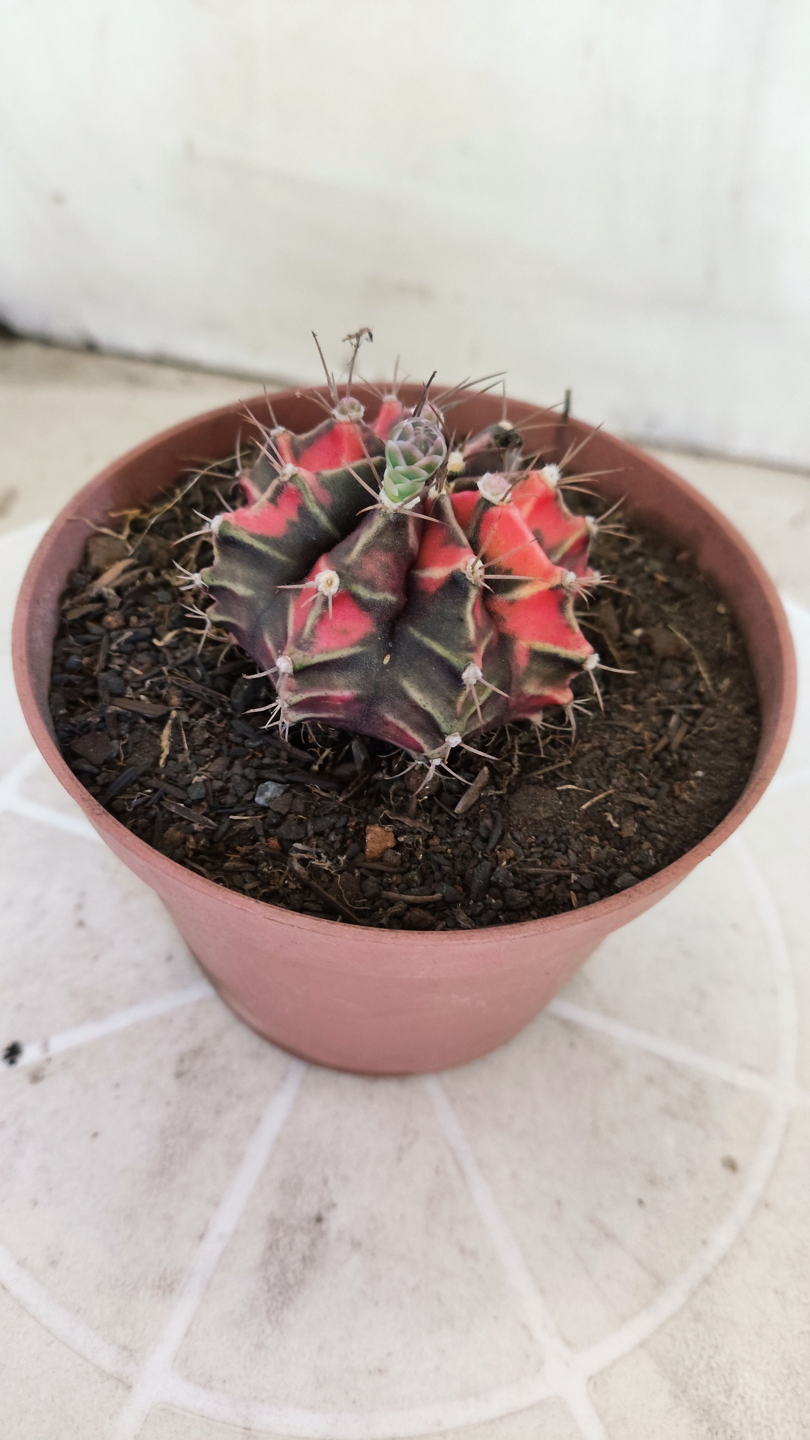 Matriz GYMNOCALYCIUM Mihanovichii Variegata Nº 1674 – vaso 11