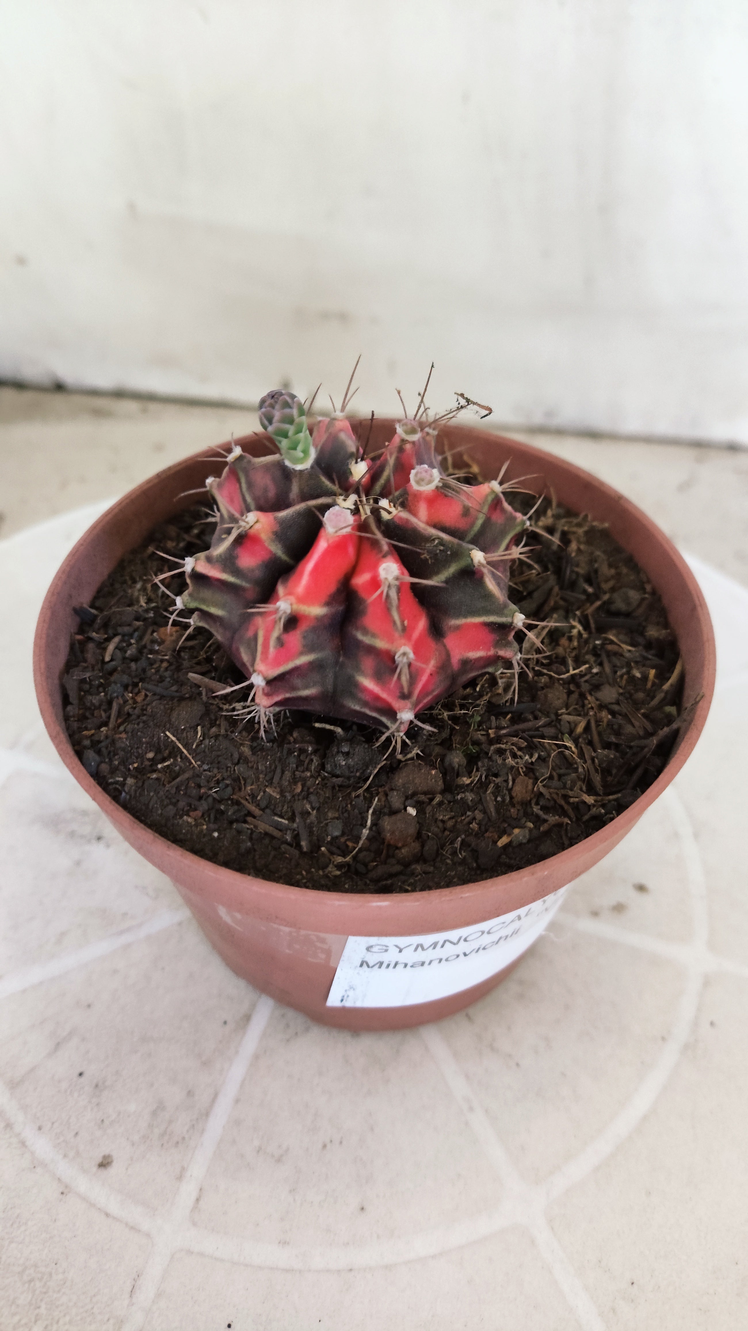 Matriz GYMNOCALYCIUM Mihanovichii Variegata Nº 1674 – vaso 11