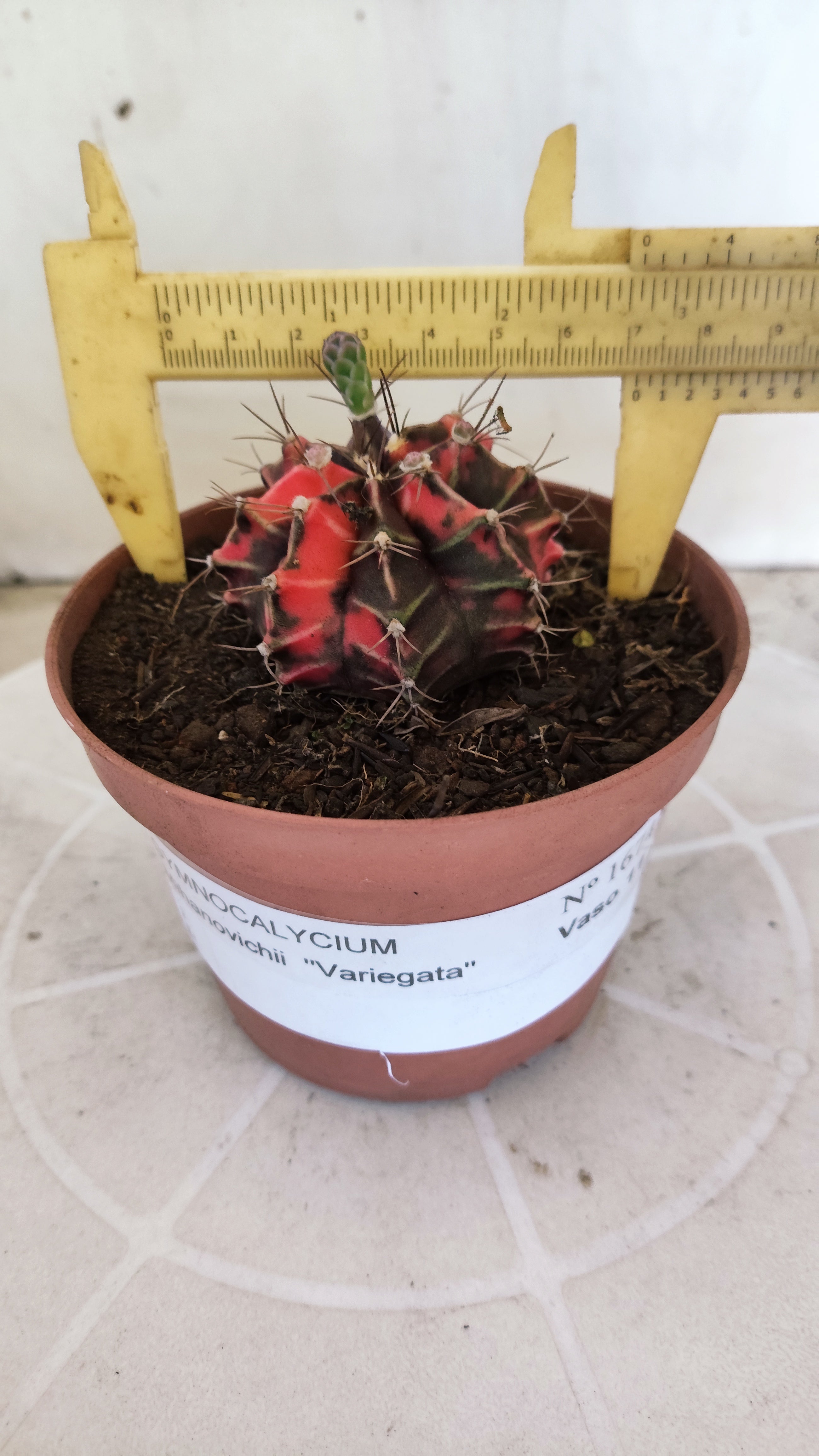 Matriz GYMNOCALYCIUM Mihanovichii Variegata Nº 1674 – vaso 11