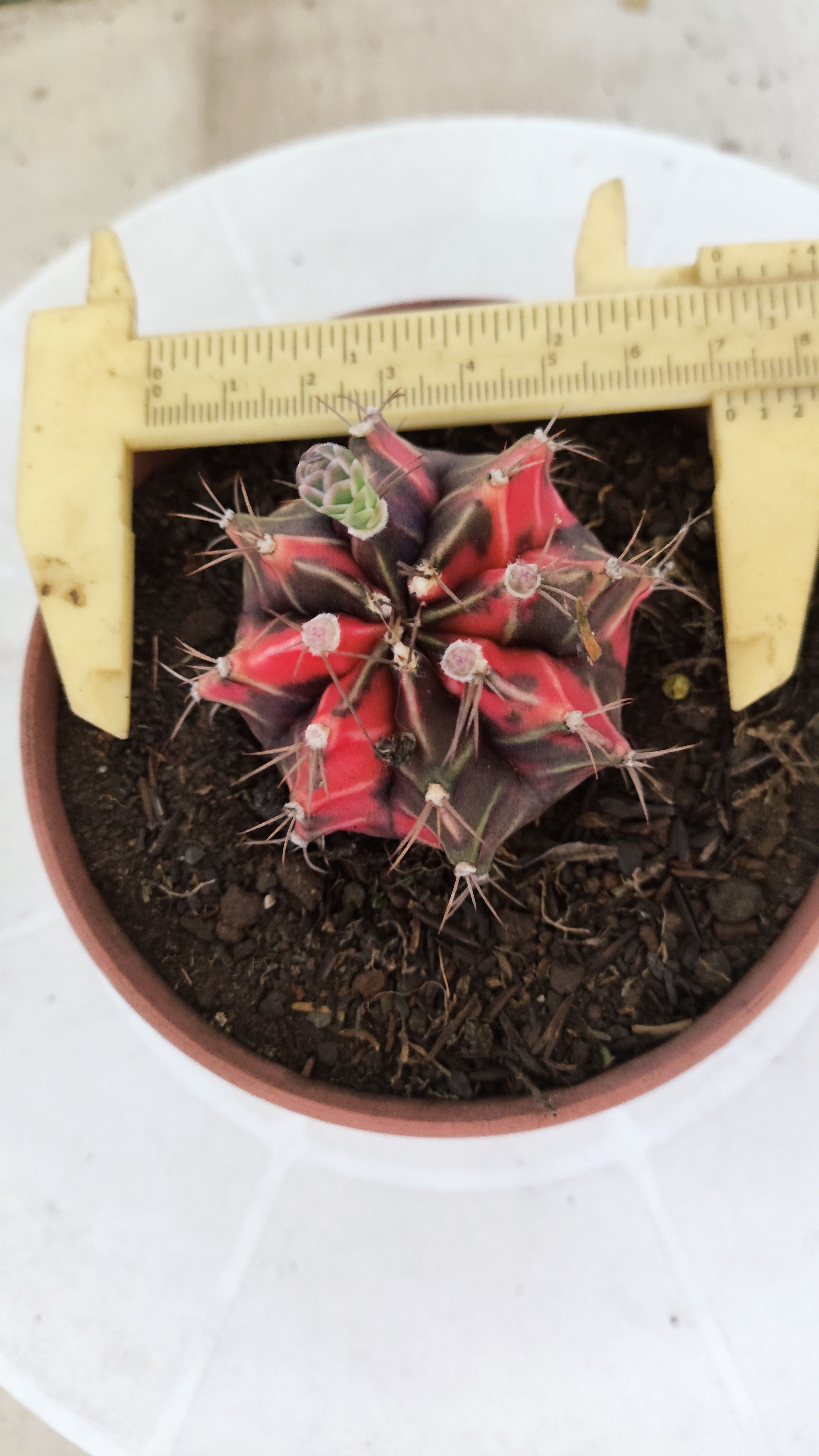 Matriz GYMNOCALYCIUM Mihanovichii Variegata Nº 1674 – vaso 11