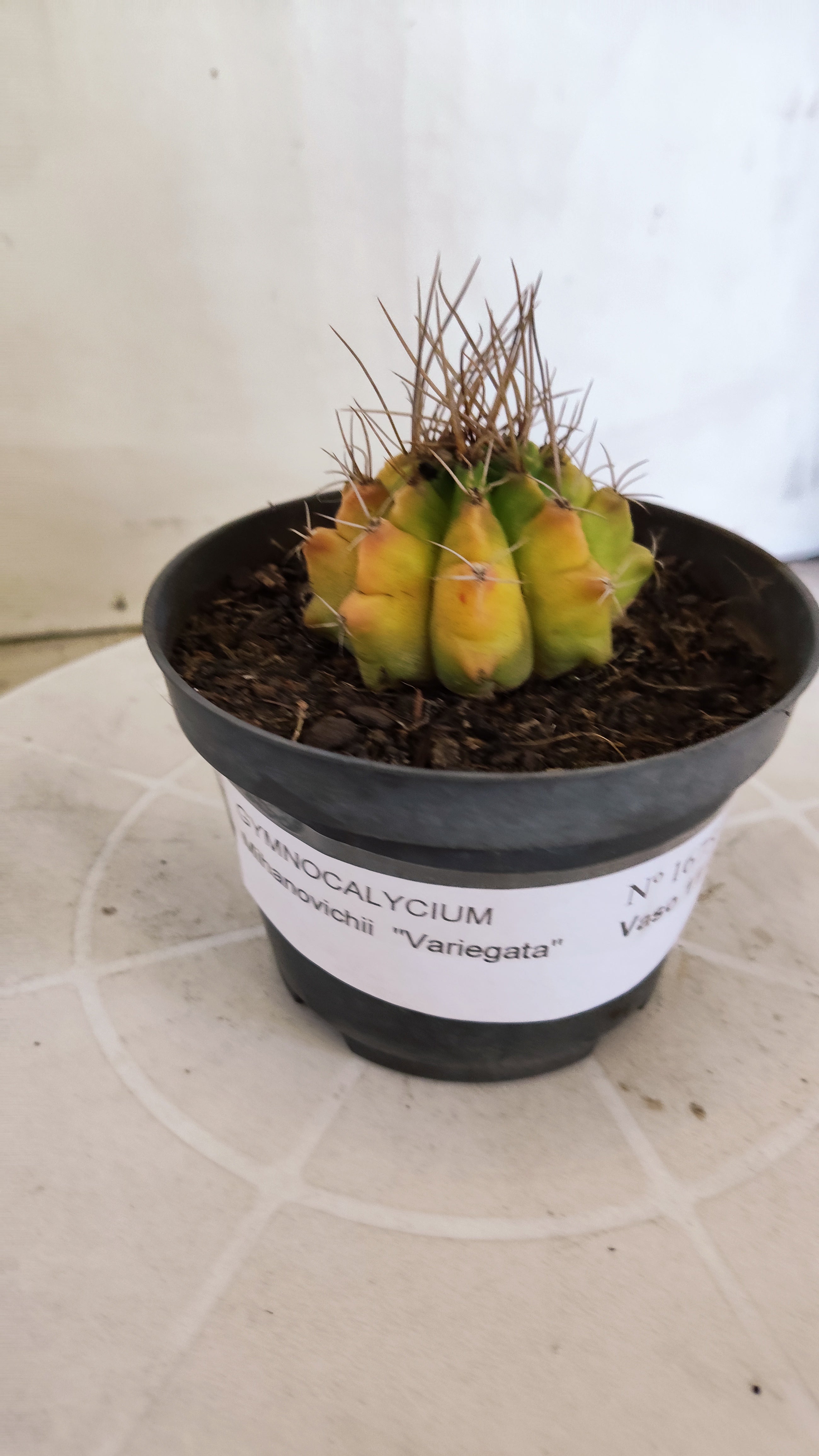 Matriz GYMNOCALYCIUM Mihanovichii Variegata Nº 1675 – vaso 11