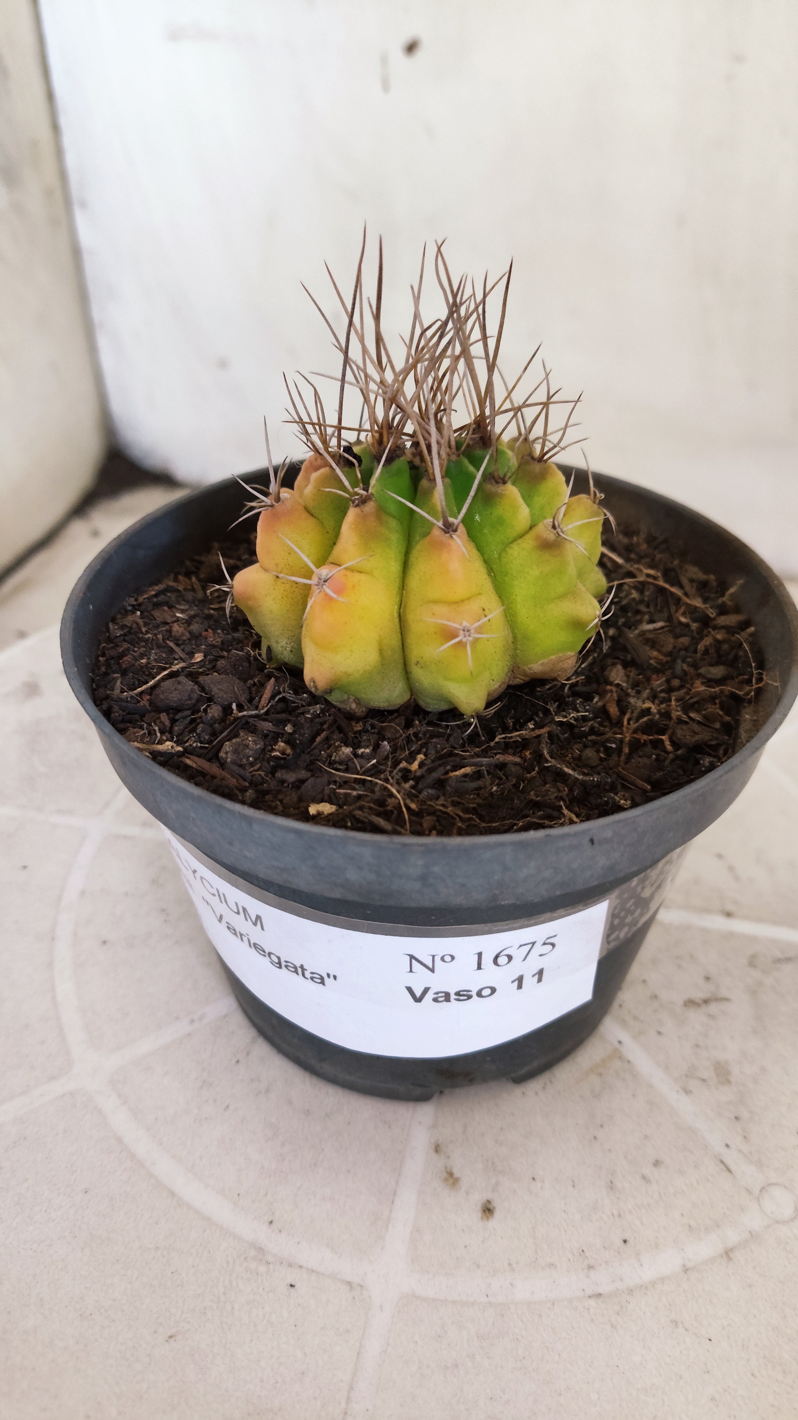 Matriz GYMNOCALYCIUM Mihanovichii Variegata Nº 1675 – vaso 11
