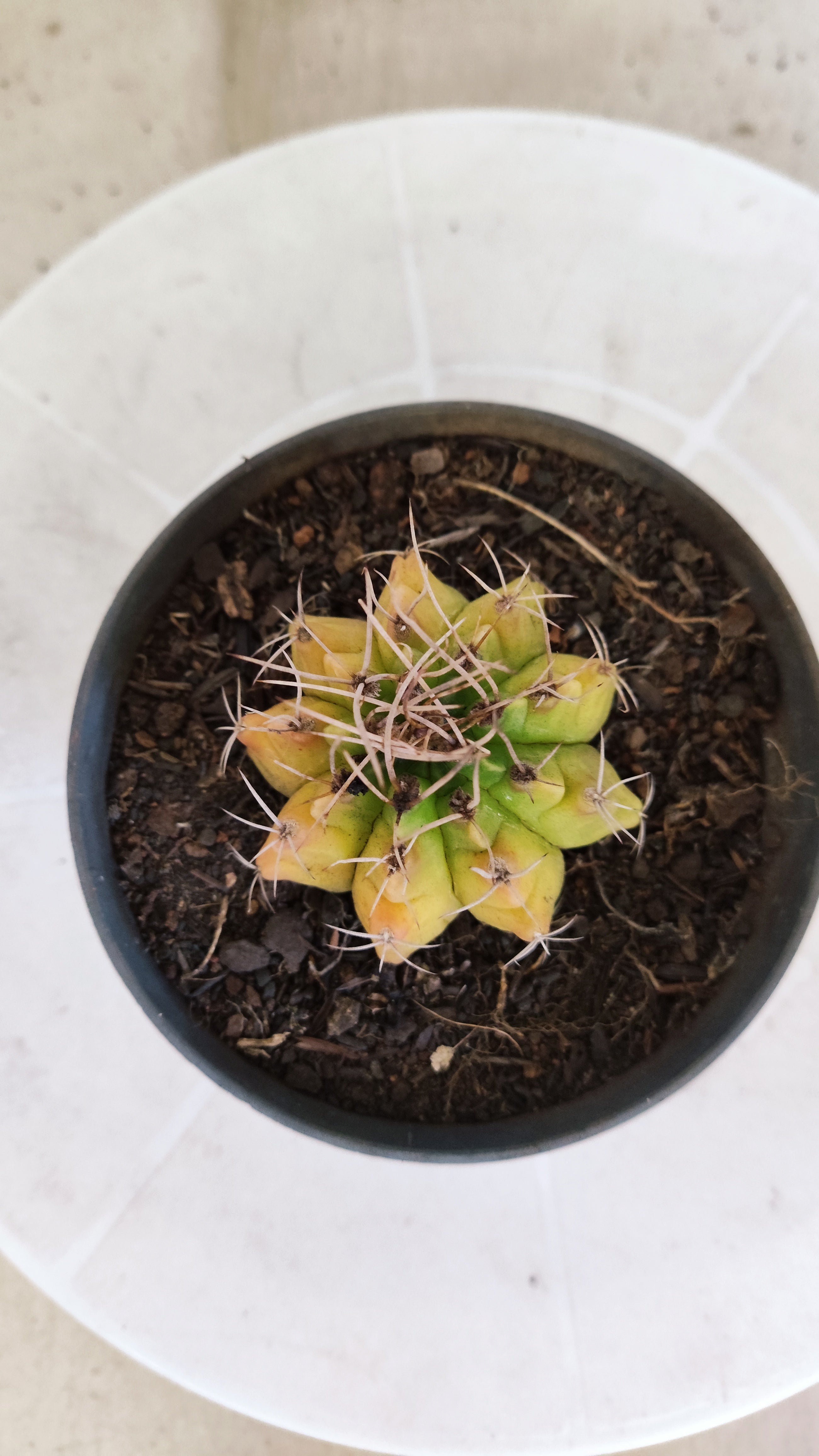 Matriz GYMNOCALYCIUM Mihanovichii Variegata Nº 1675 – vaso 11