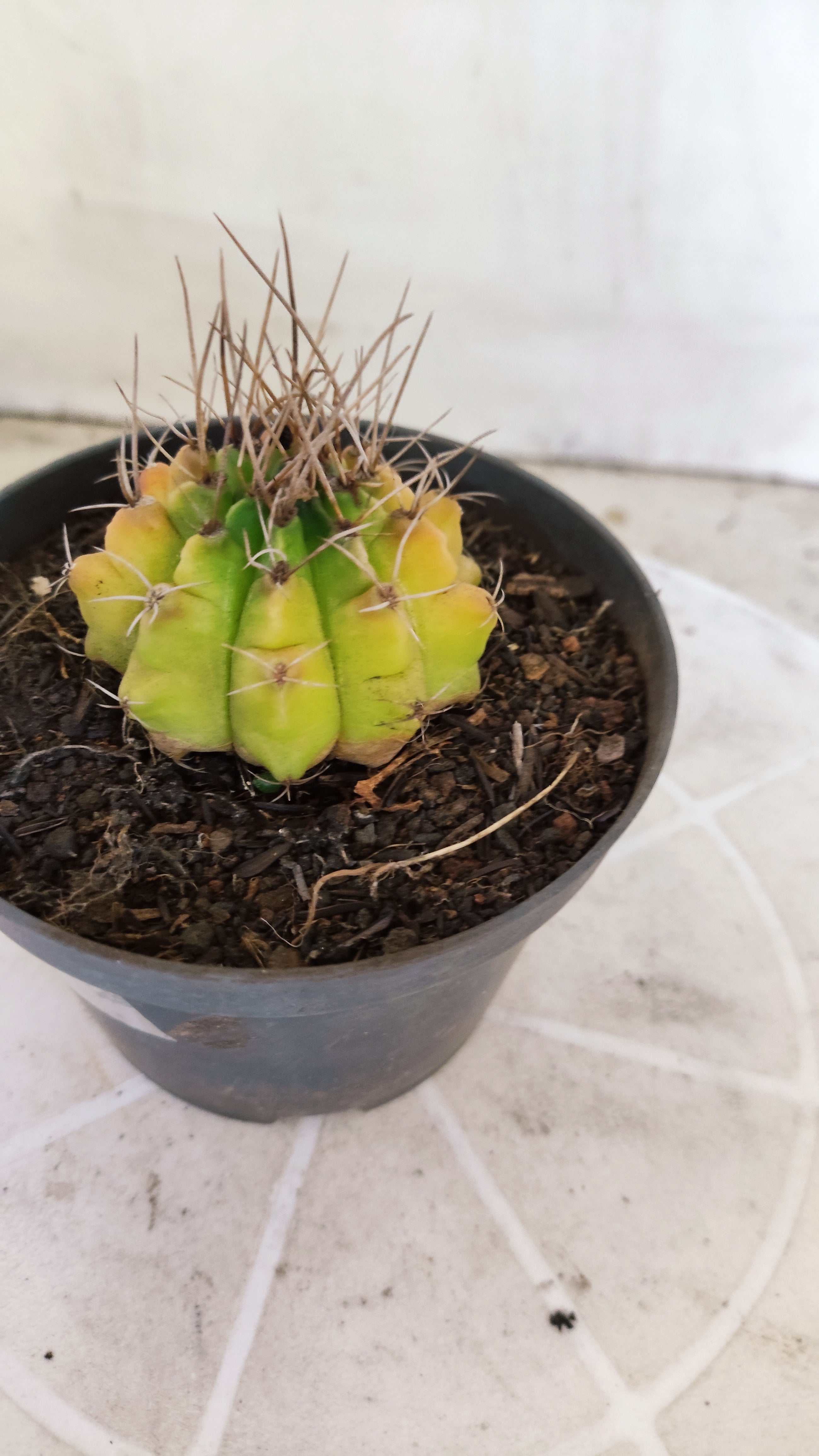 Matriz GYMNOCALYCIUM Mihanovichii Variegata Nº 1675 – vaso 11