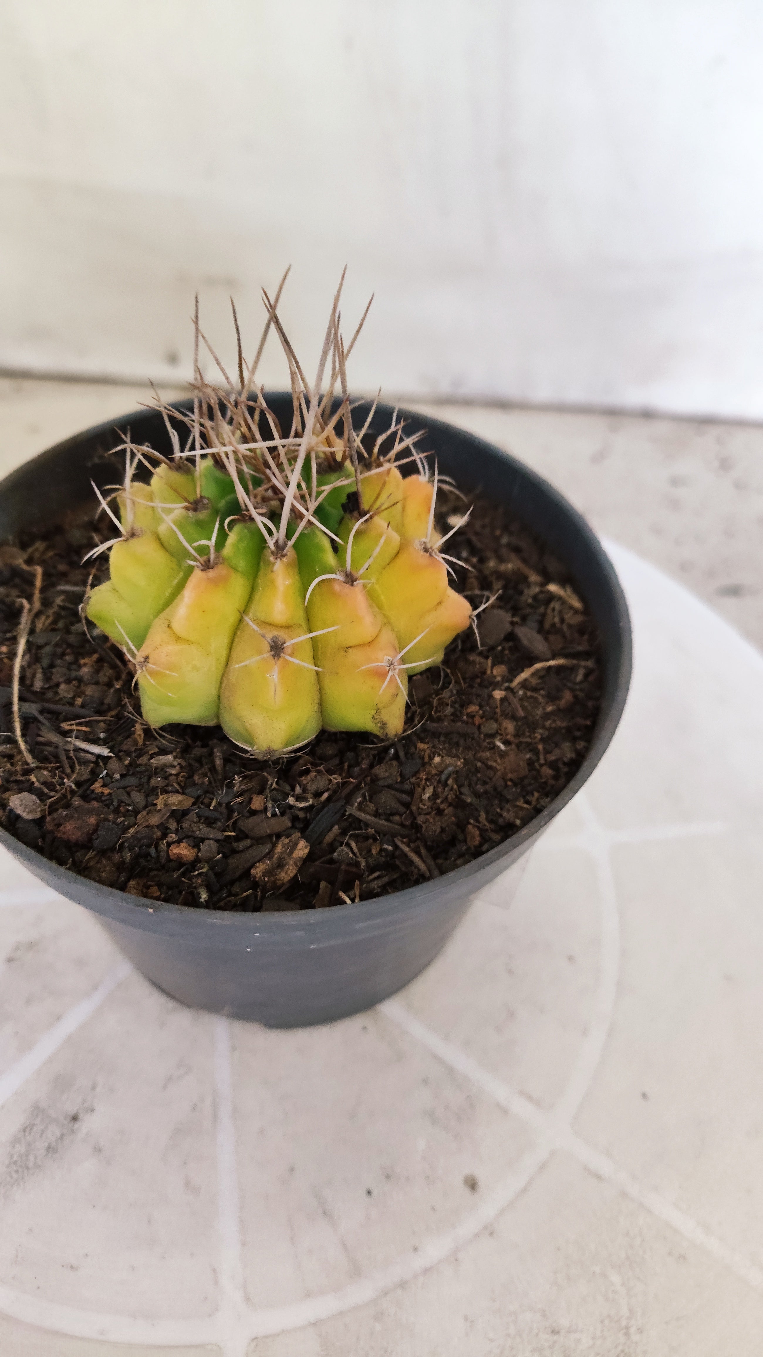 Matriz GYMNOCALYCIUM Mihanovichii Variegata Nº 1675 – vaso 11