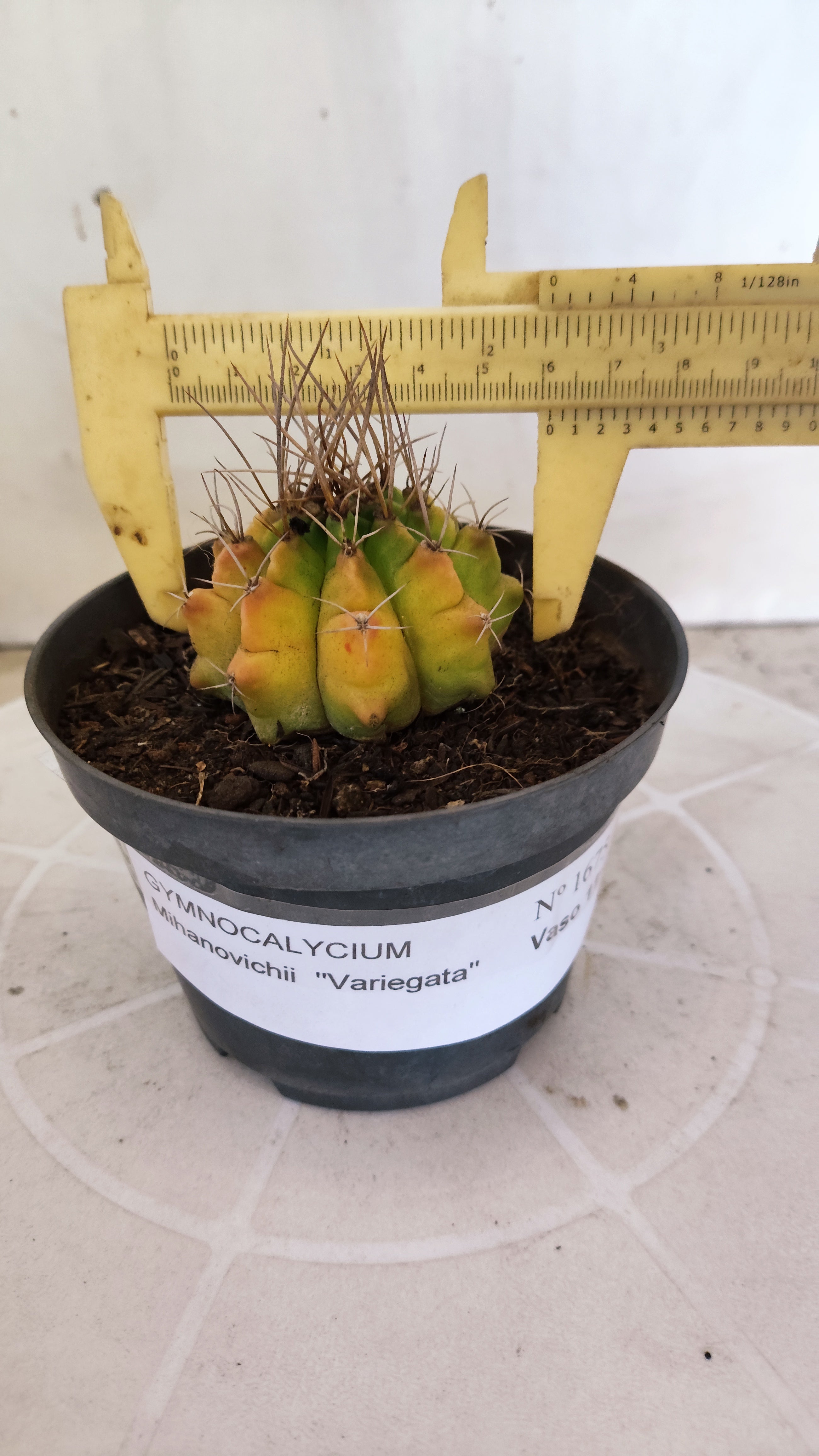 Matriz GYMNOCALYCIUM Mihanovichii Variegata Nº 1675 – vaso 11