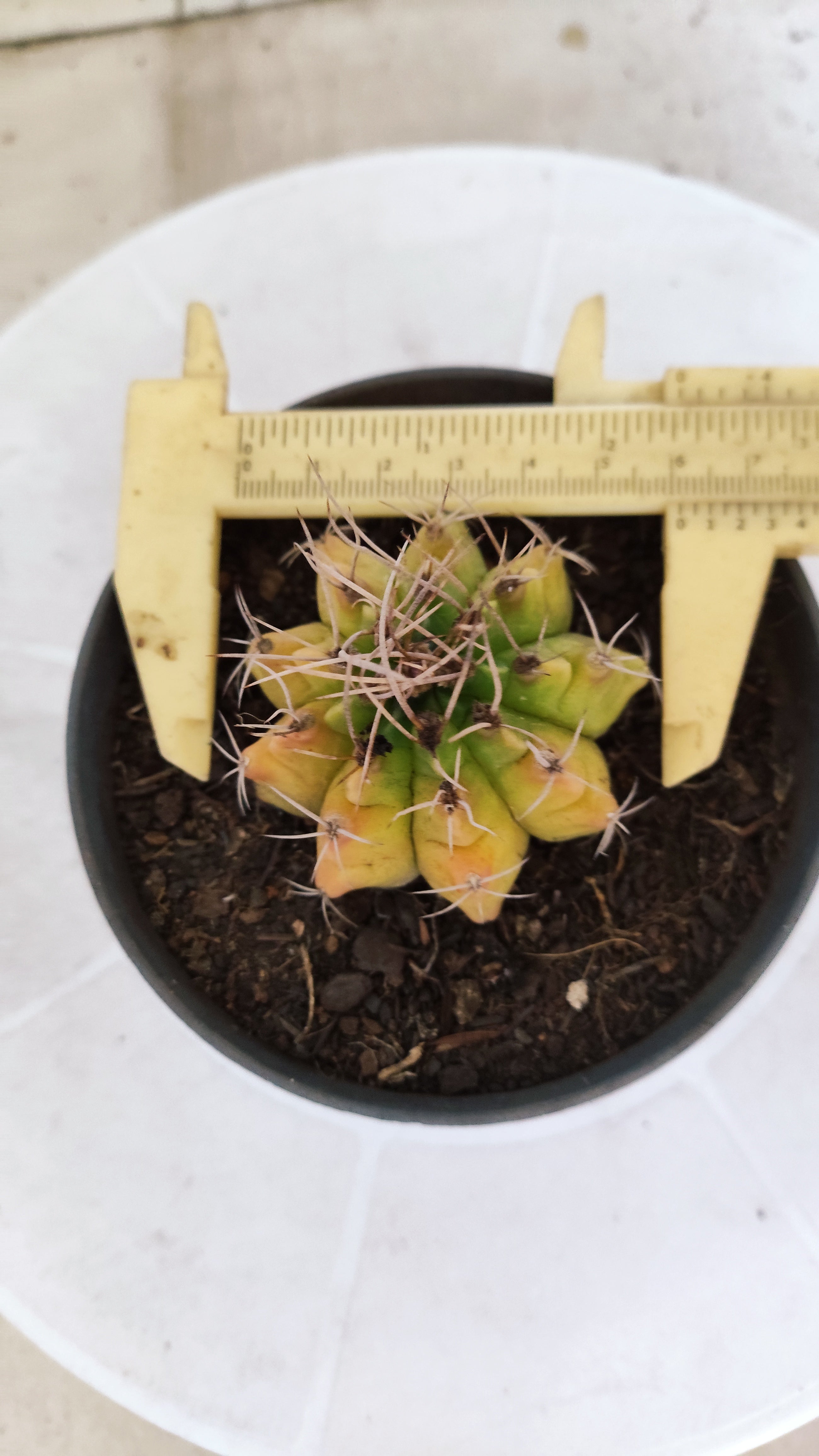 Matriz GYMNOCALYCIUM Mihanovichii Variegata Nº 1675 – vaso 11