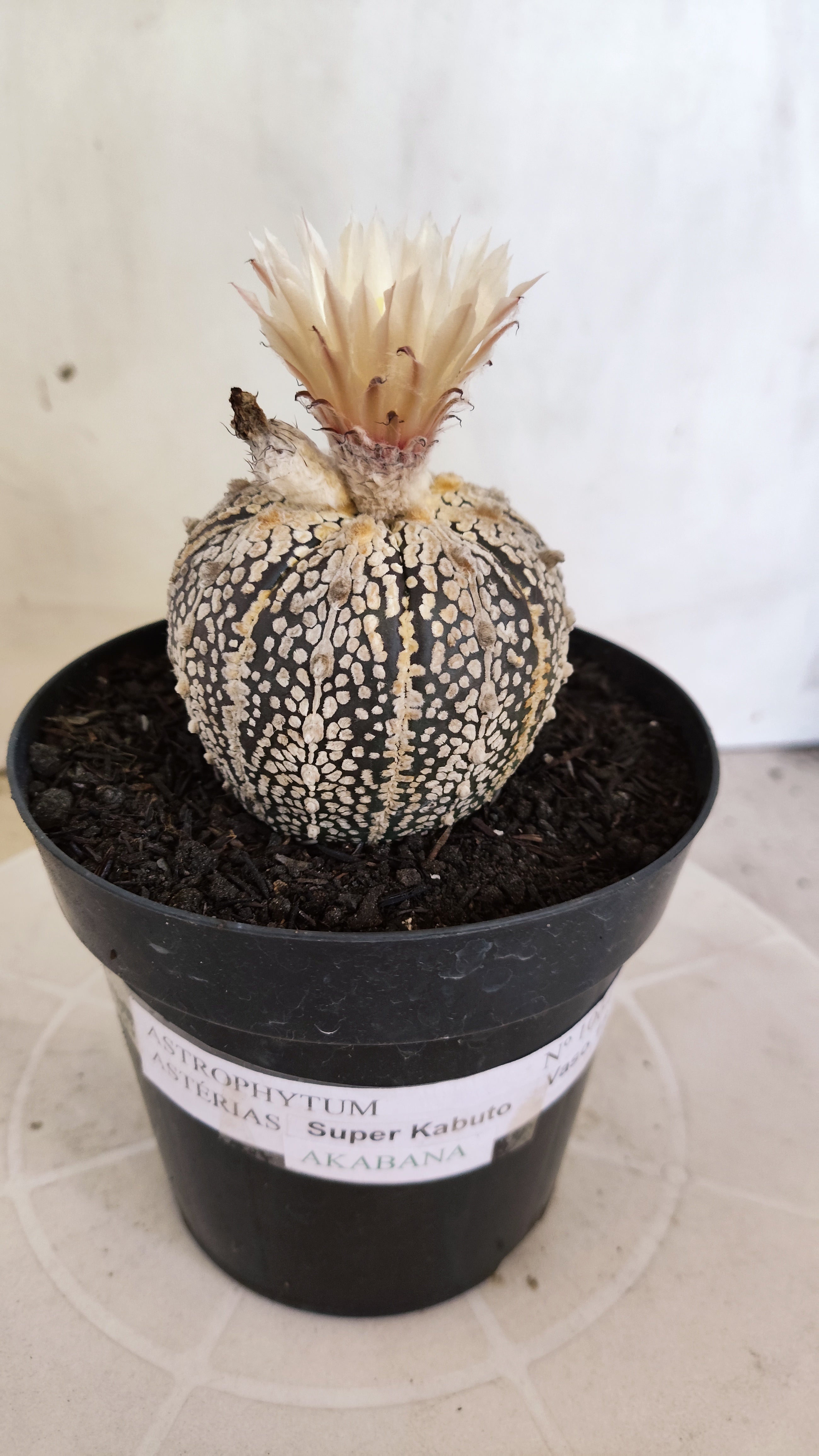 ASTROPHYTUM ASTERIAS SUPER KABUTO "Akabana" Nº 1064 – vaso 15
