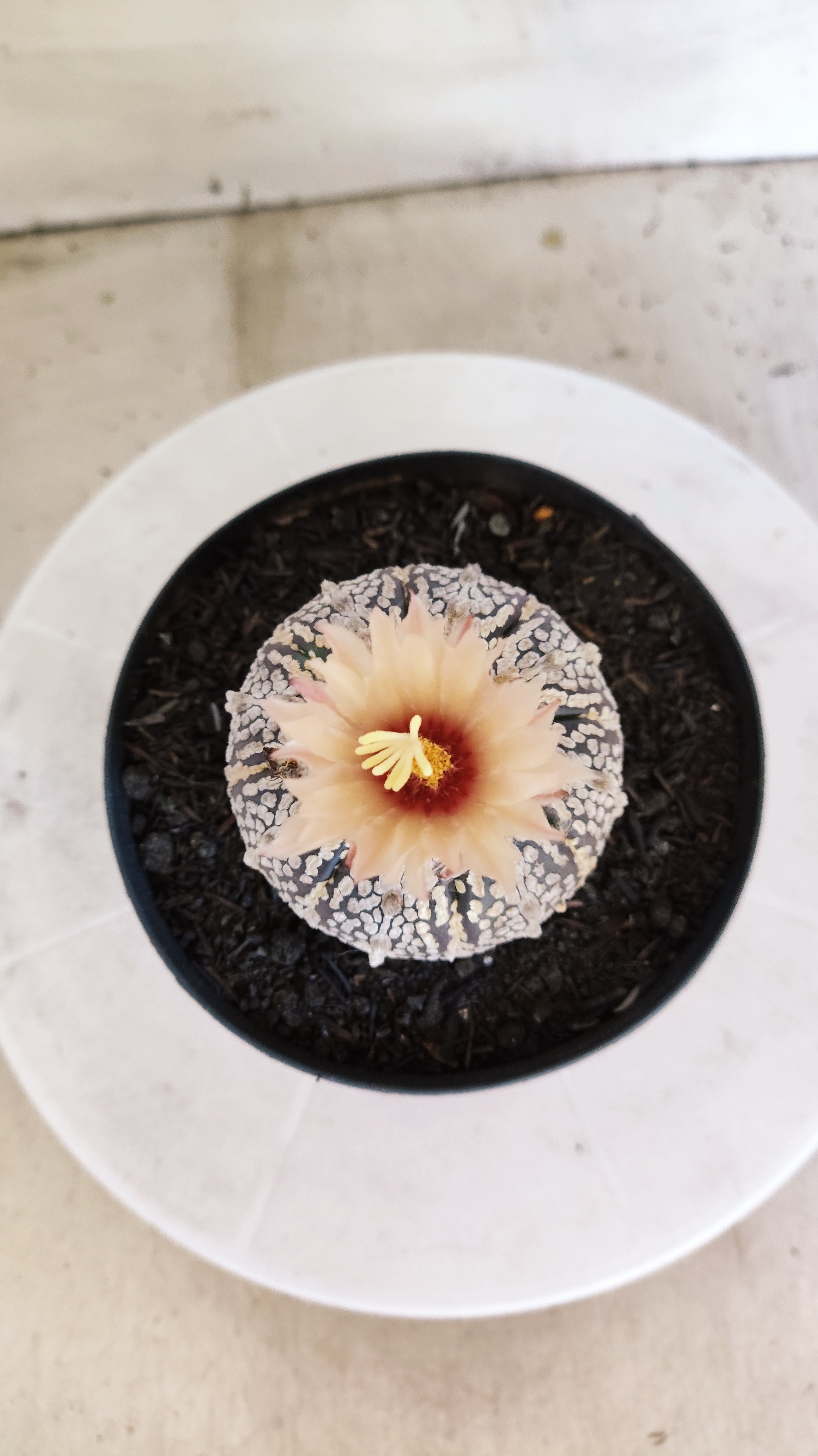 ASTROPHYTUM ASTERIAS SUPER KABUTO "Akabana" Nº 1064 – vaso 15