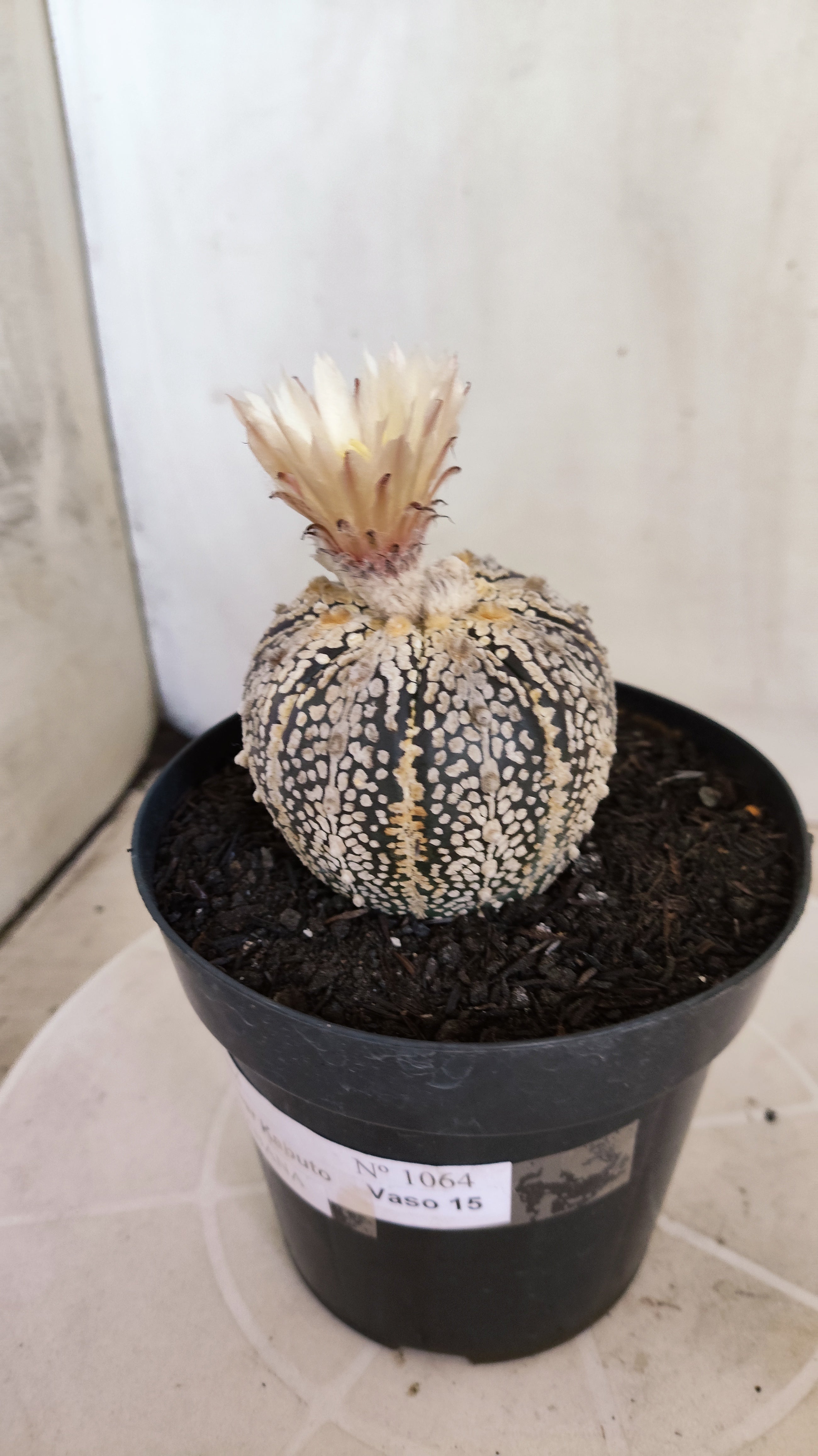 ASTROPHYTUM ASTERIAS SUPER KABUTO "Akabana" Nº 1064 – vaso 15