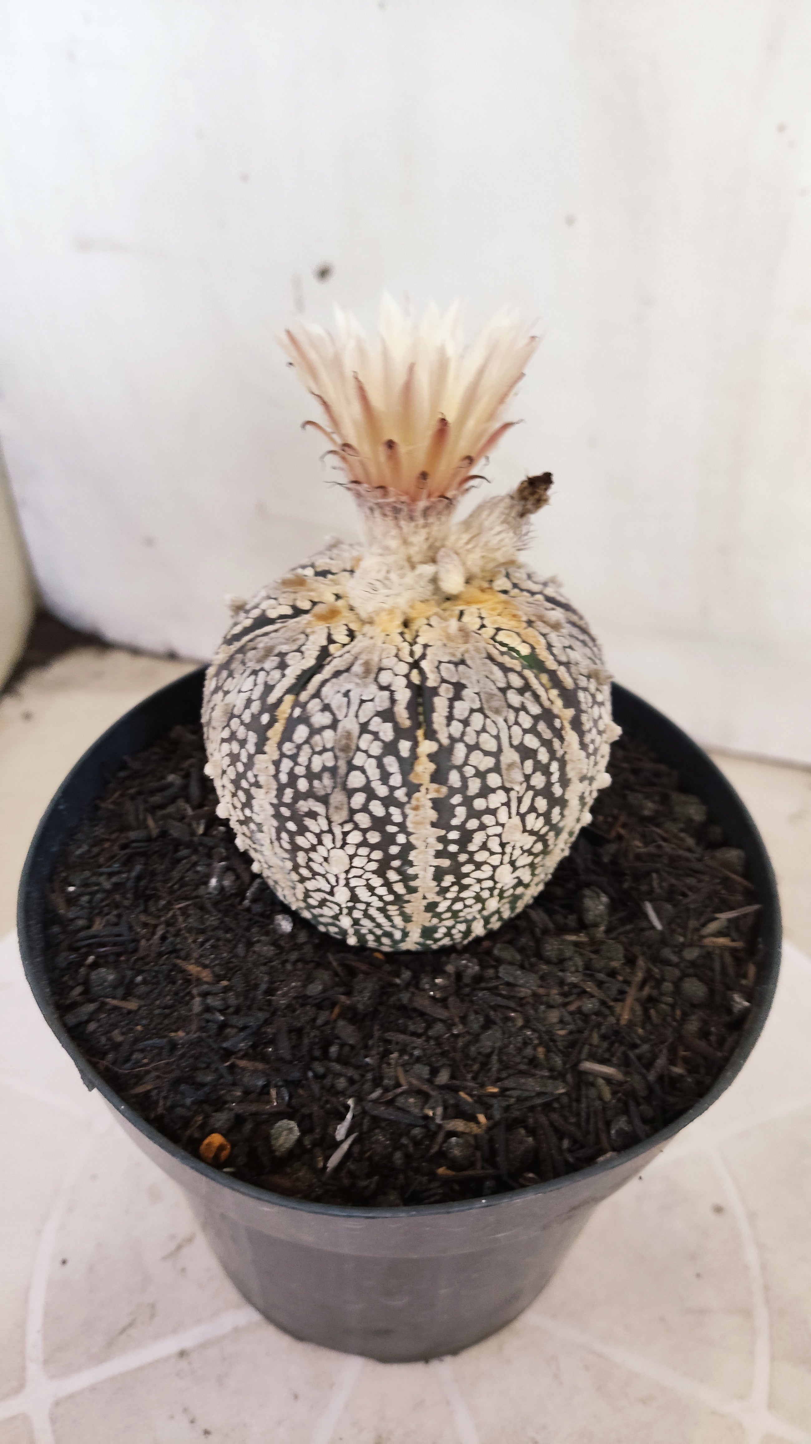 ASTROPHYTUM ASTERIAS SUPER KABUTO "Akabana" Nº 1064 – vaso 15