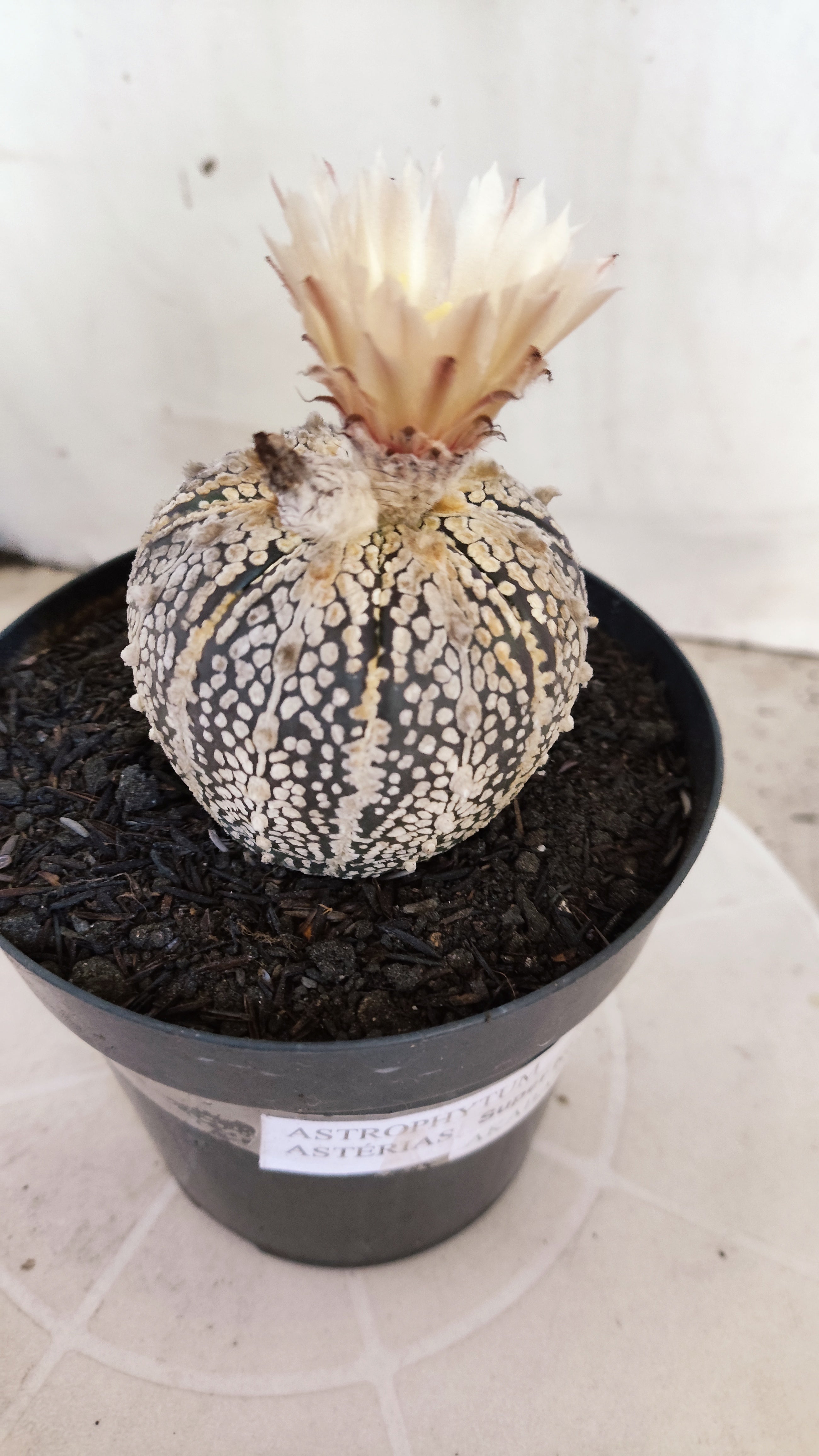 ASTROPHYTUM ASTERIAS SUPER KABUTO "Akabana" Nº 1064 – vaso 15