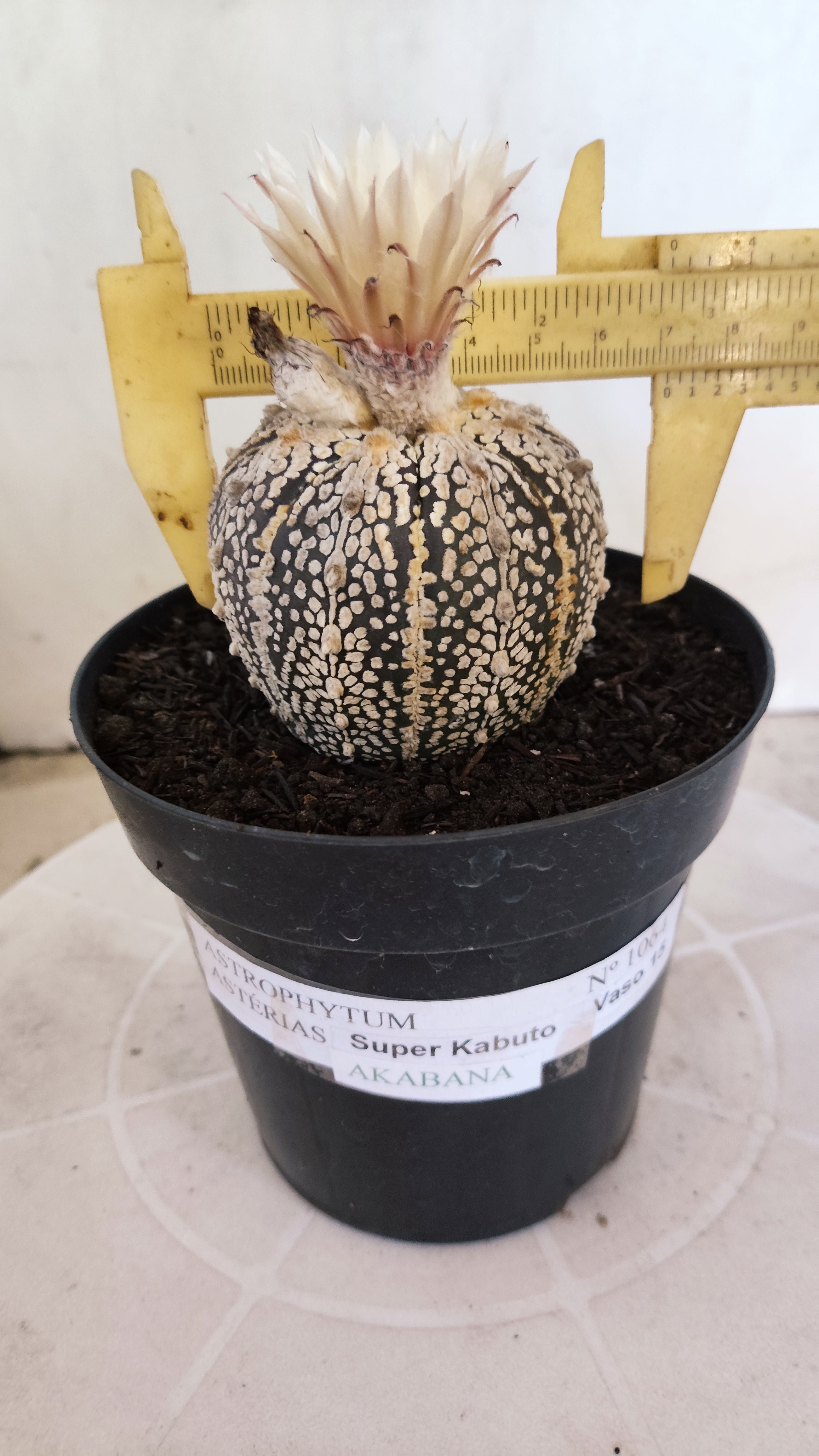 ASTROPHYTUM ASTERIAS SUPER KABUTO "Akabana" Nº 1064 – vaso 15