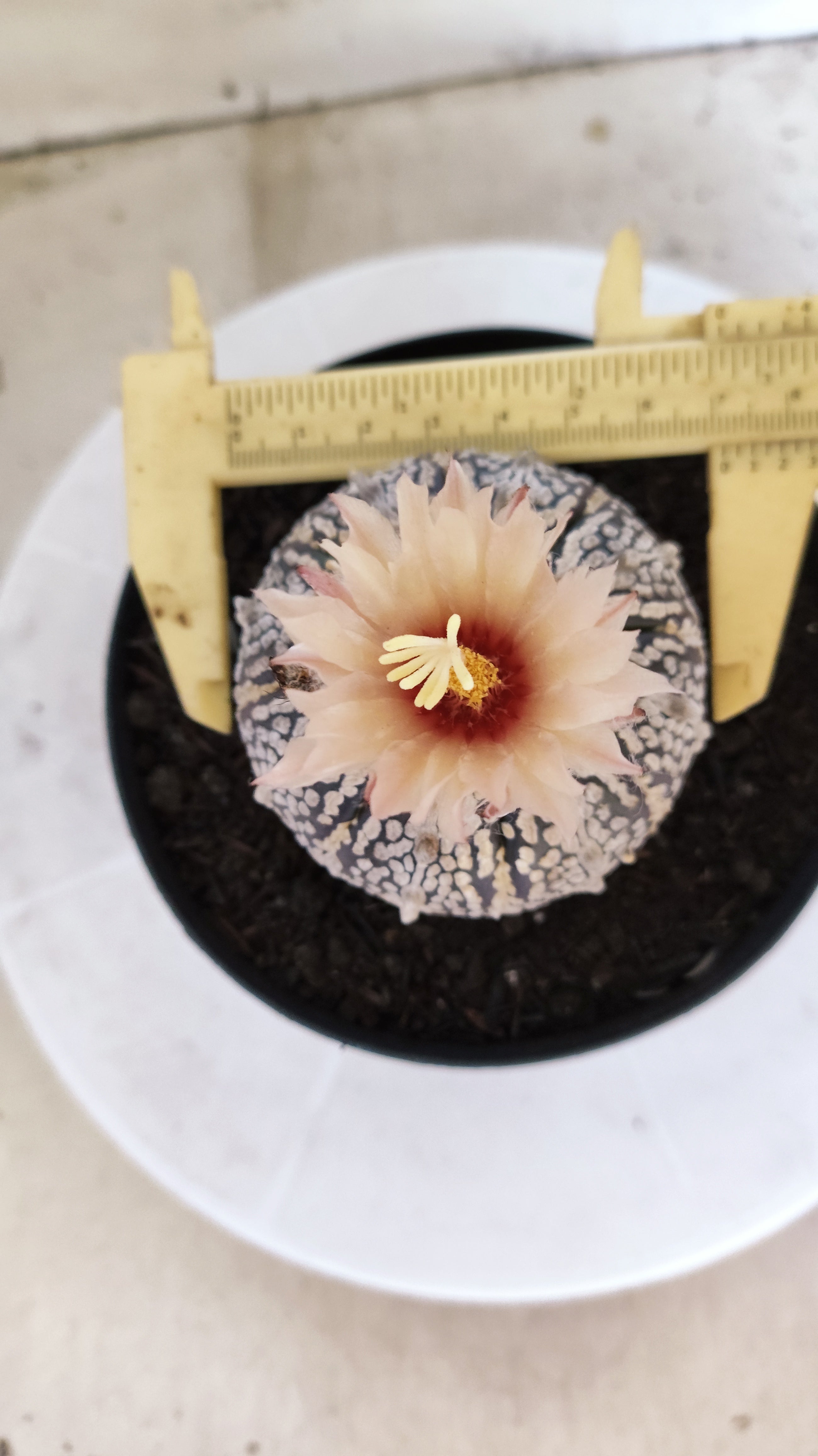ASTROPHYTUM ASTERIAS SUPER KABUTO "Akabana" Nº 1064 – vaso 15