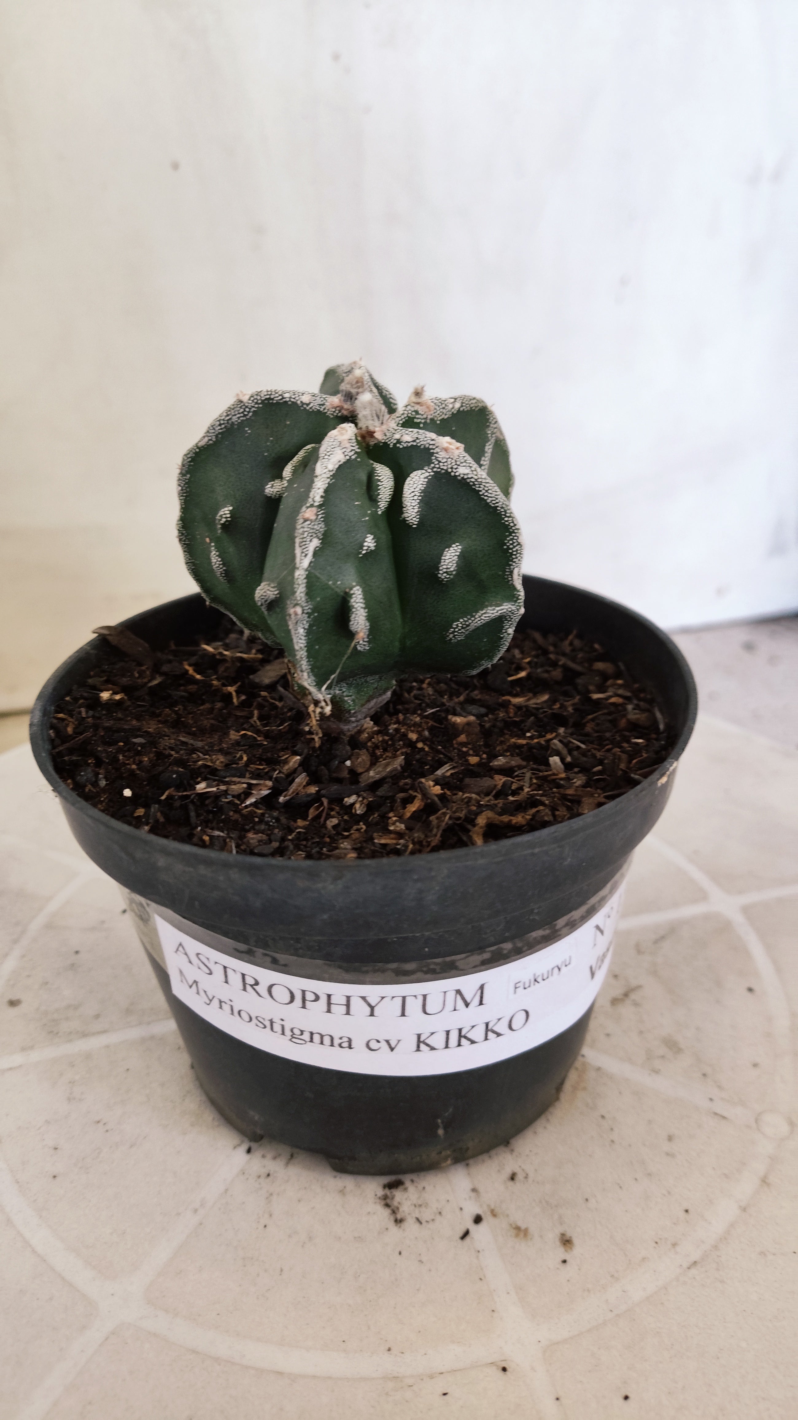 MATRIZ ASTROPHYTUM cv KIKKO "Fukuryu"  Nº 1374 – vaso 11