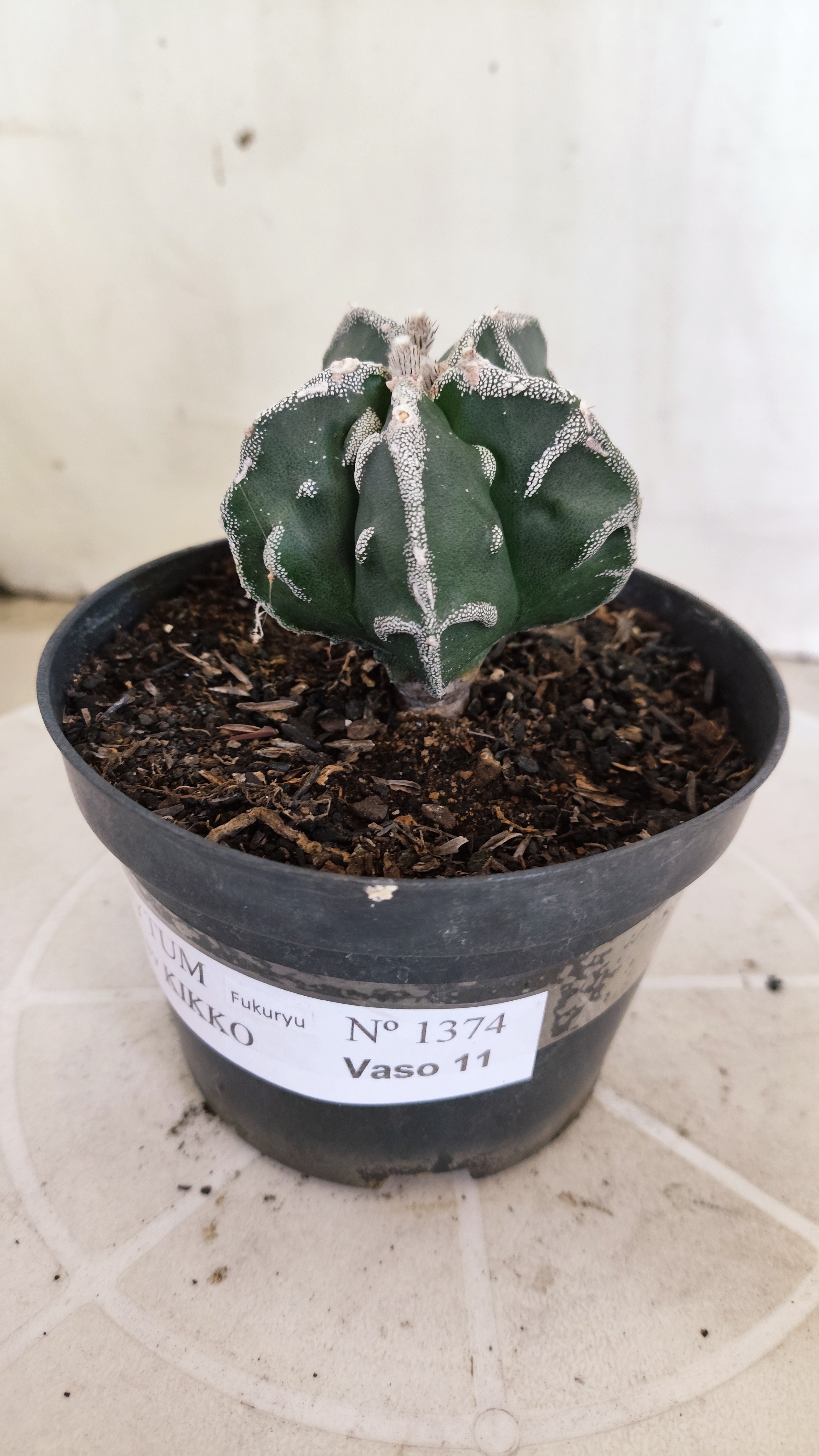 MATRIZ ASTROPHYTUM cv KIKKO "Fukuryu"  Nº 1374 – vaso 11