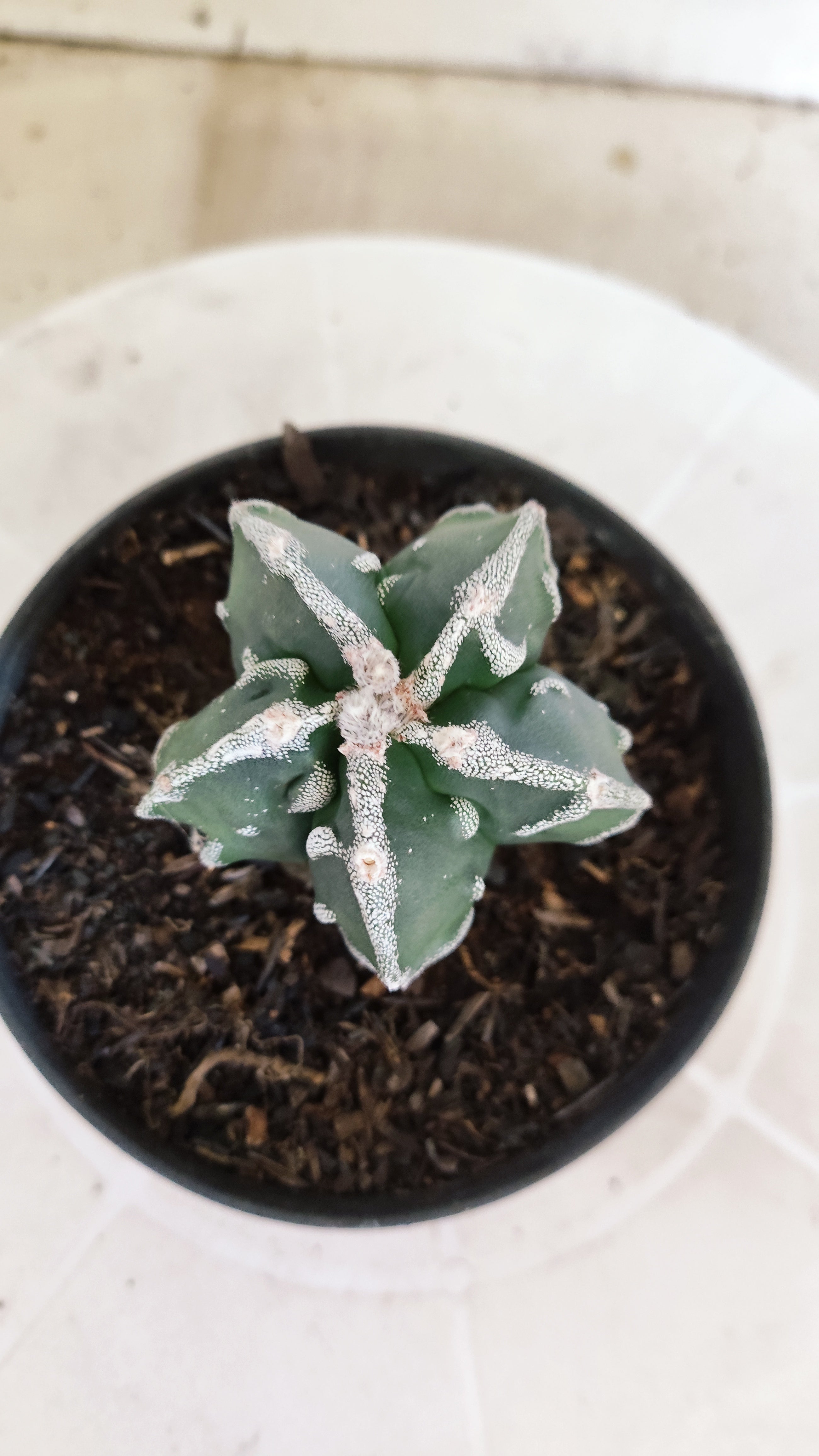 MATRIZ ASTROPHYTUM cv KIKKO "Fukuryu"  Nº 1374 – vaso 11